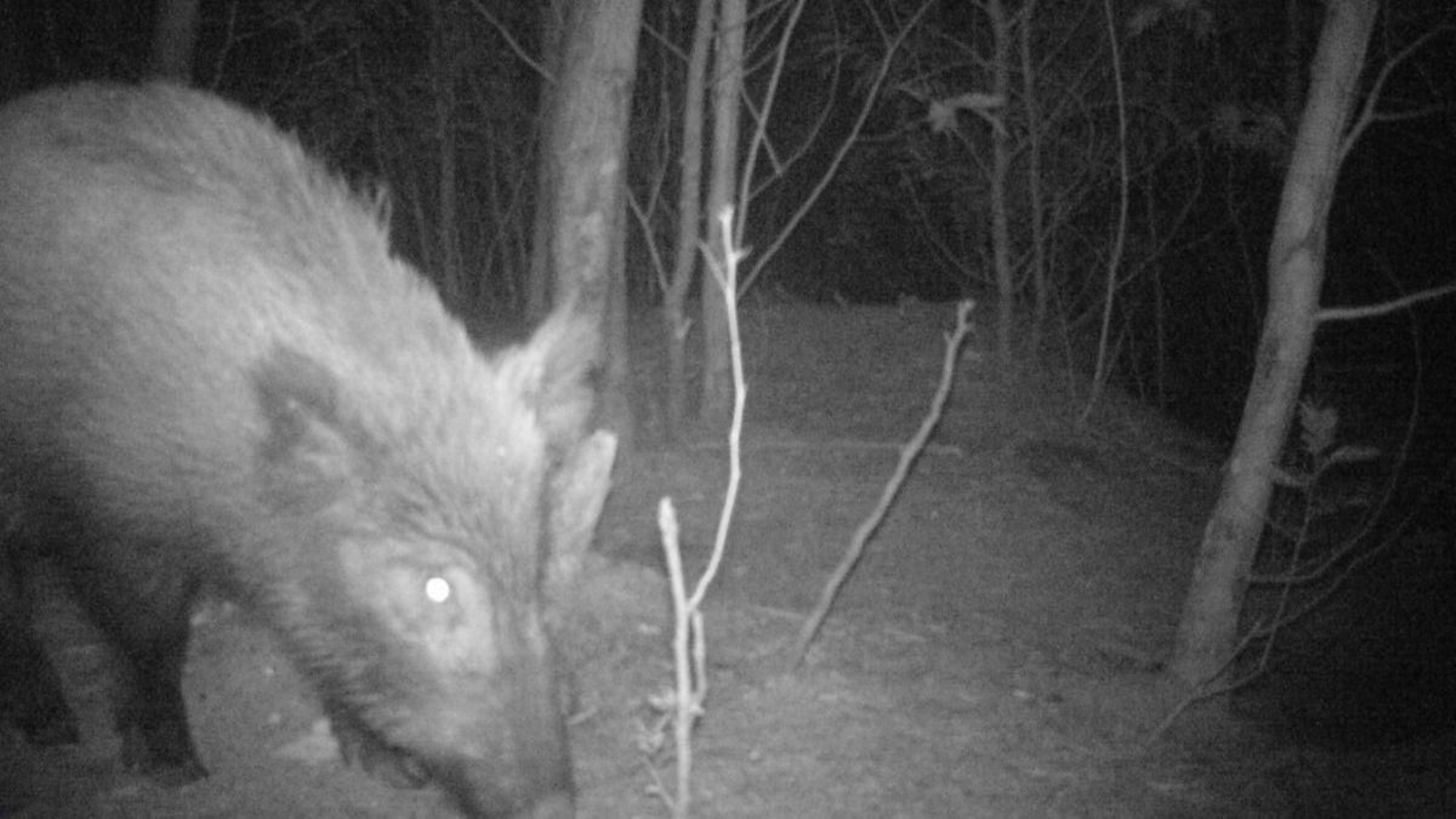 Uno de los ejemplares captados por las cámaras del estudio.