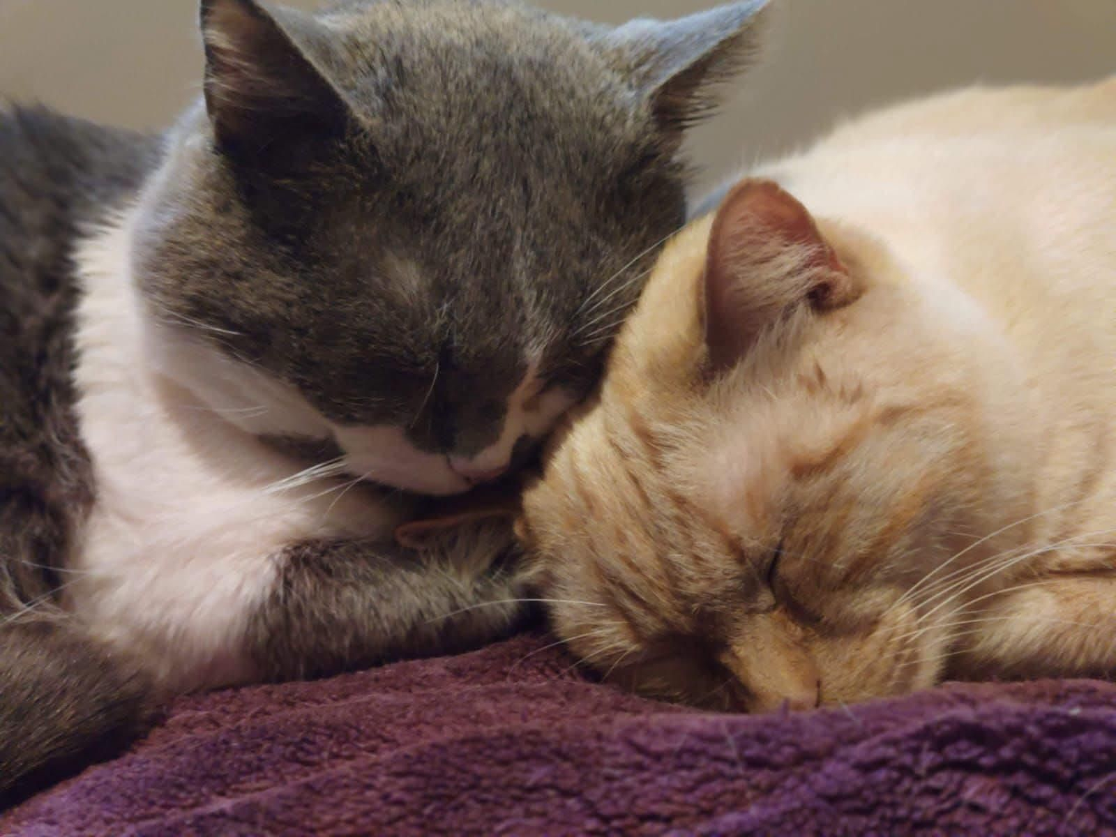 Suki y Blanquita