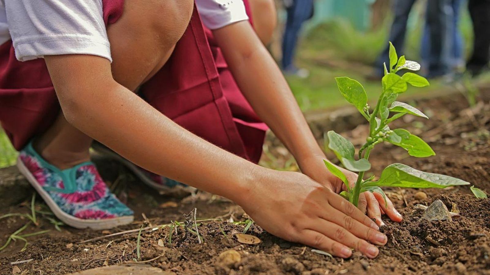 Cuidado de plantas.