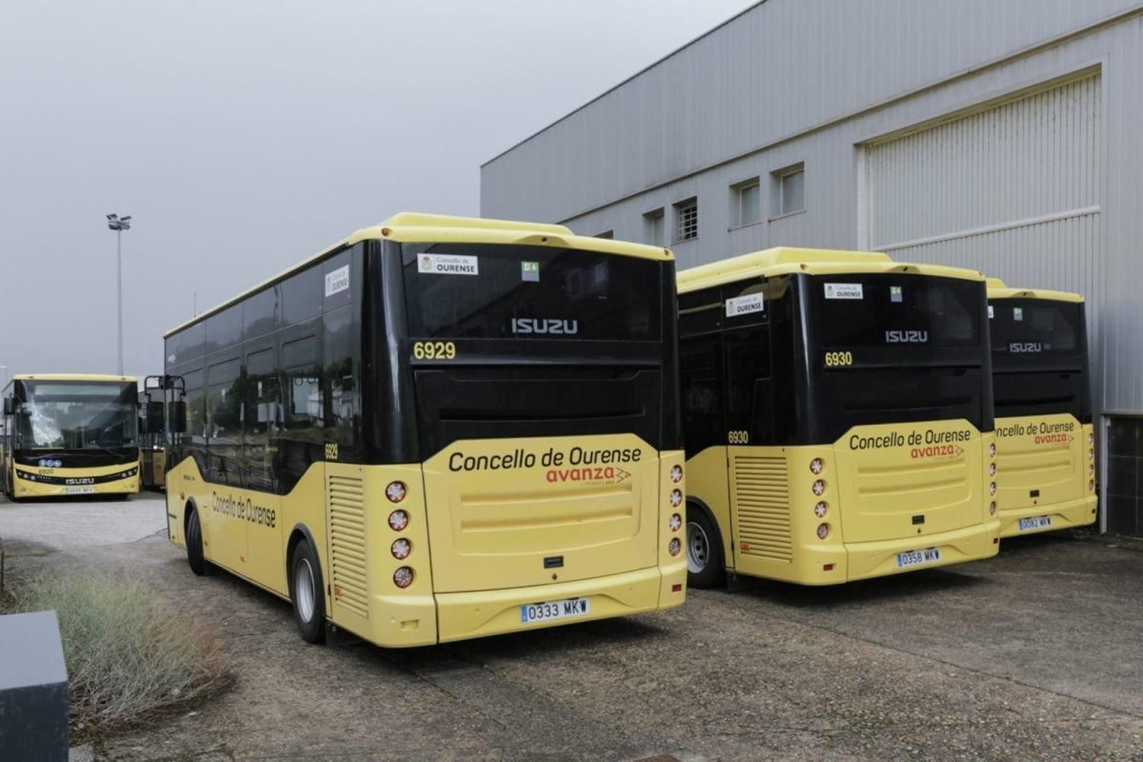 Busitos en una nave de Quintela, ayer.