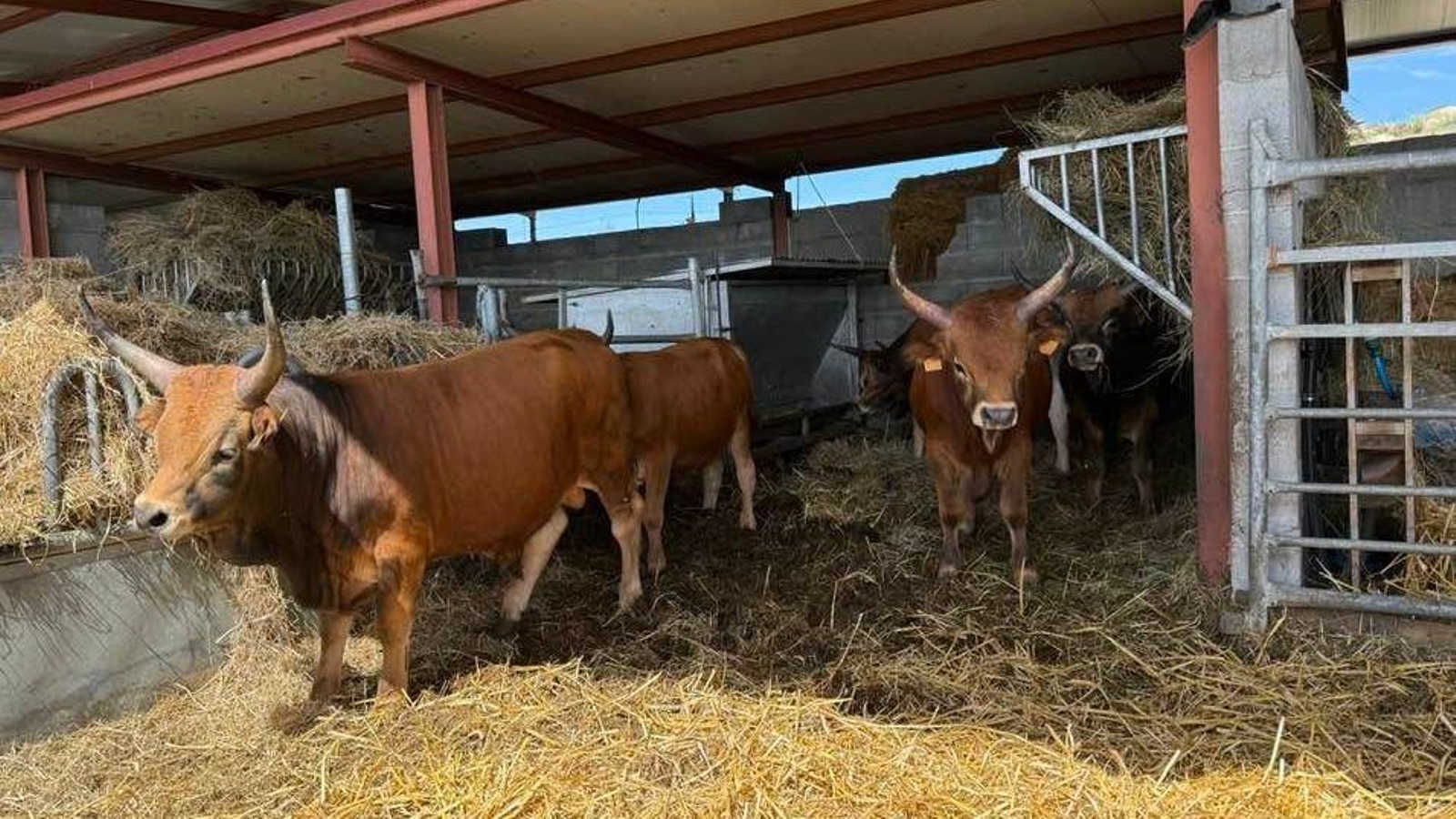 Vacas de raza cachena dos montes de Lucenza (Cualedro).
