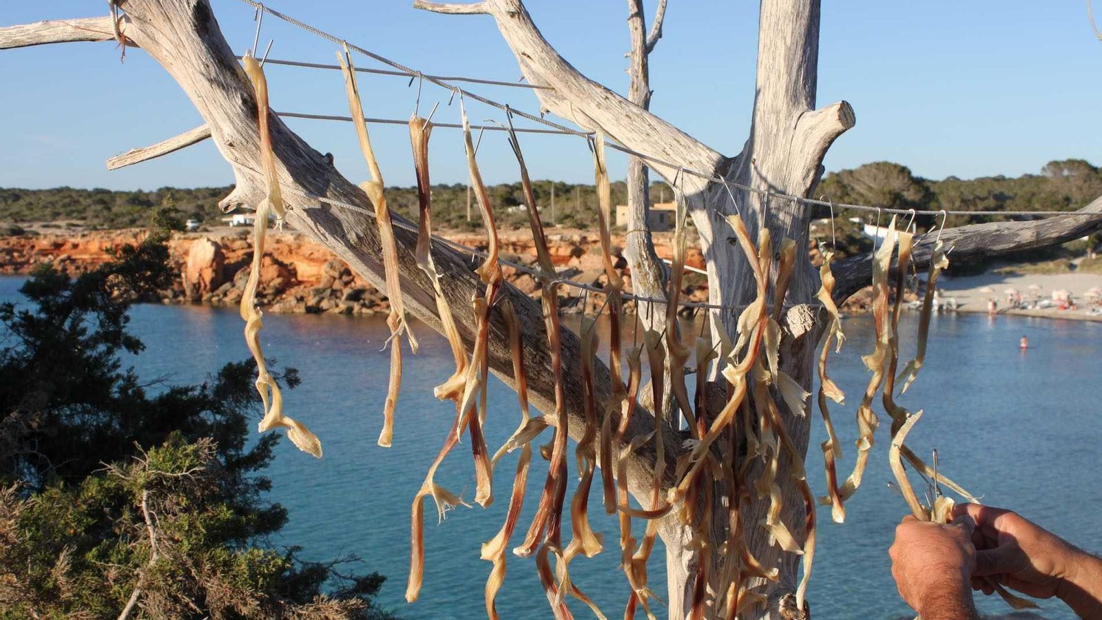 El peix sec, típico de Formentera