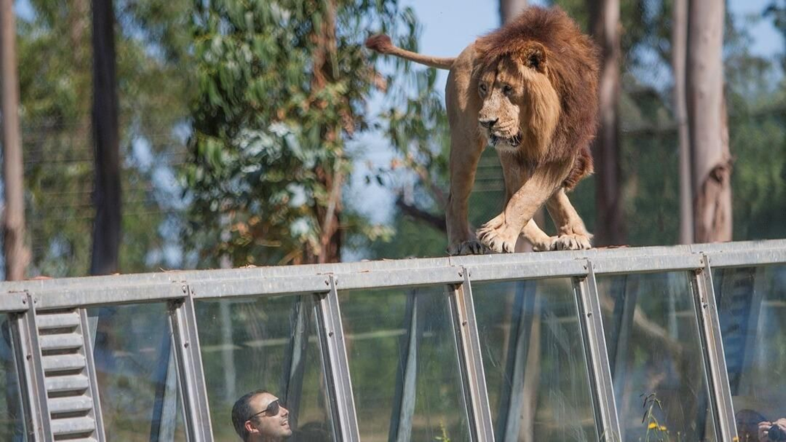 El león, sobre el pasillo en el que pasan los visitantes. // Foto: Zoo Santo Inácio
