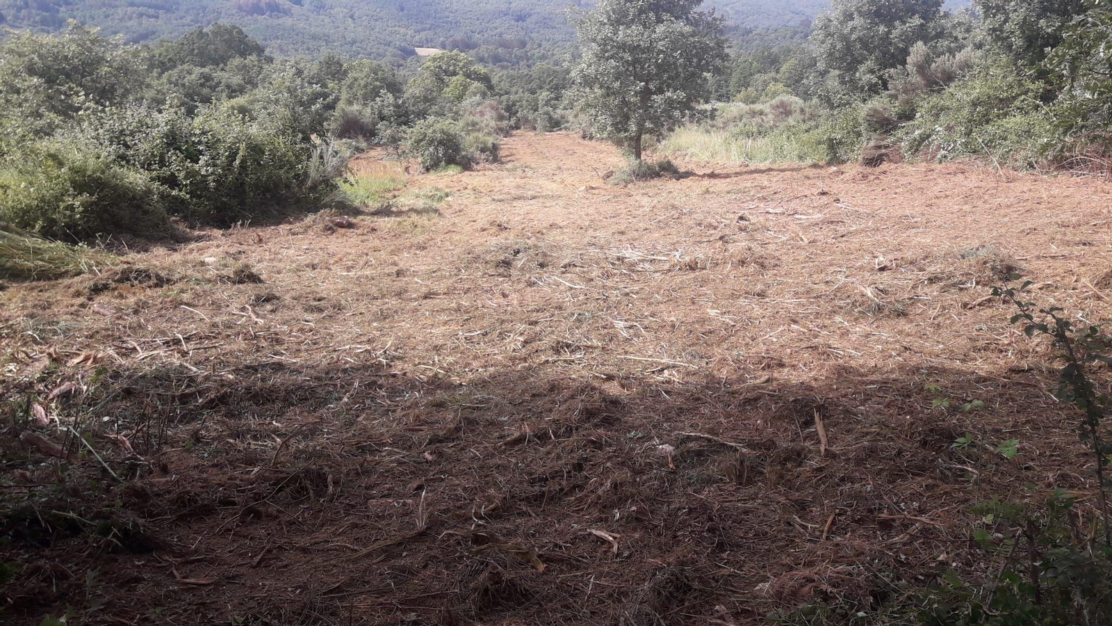 Limpieza del entorno de Pedrosa.