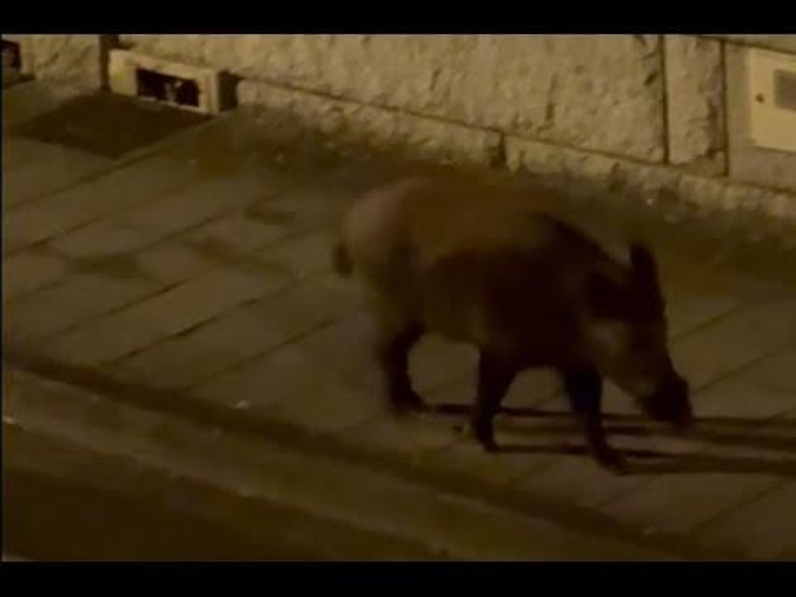 El paseo de un jabalíe por la noche en Oira