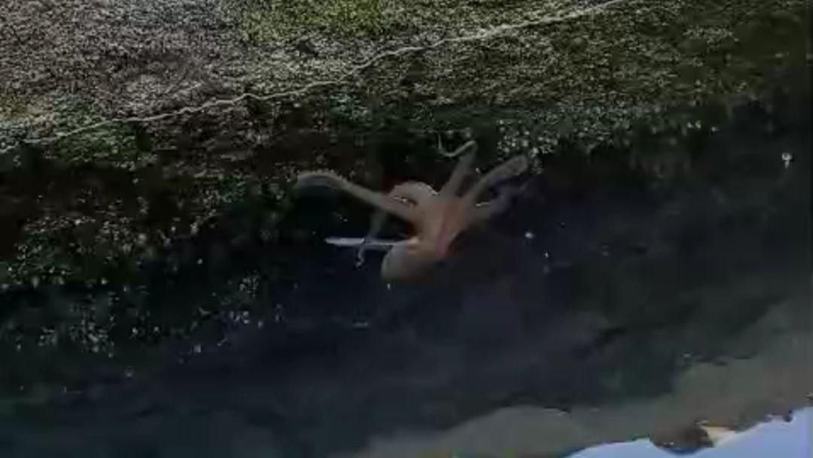 Captura del vídeo del pulpo en Cíes.