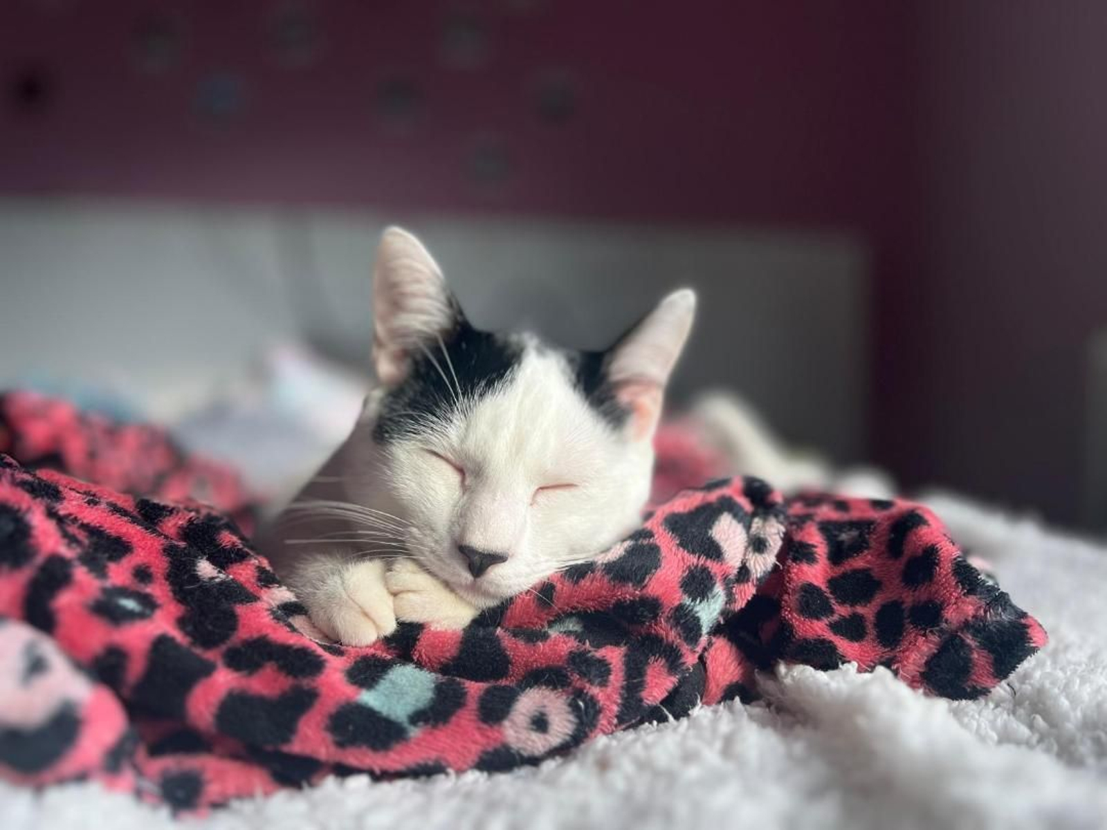 Elvis