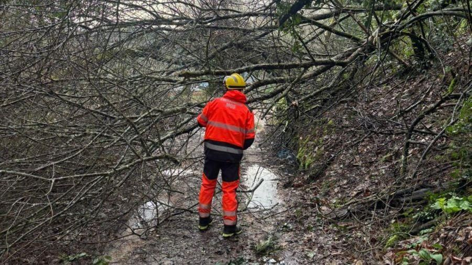Un agente del equipo de emergencias retirando maleza y troncos caídos para despejar un camino en Mos.