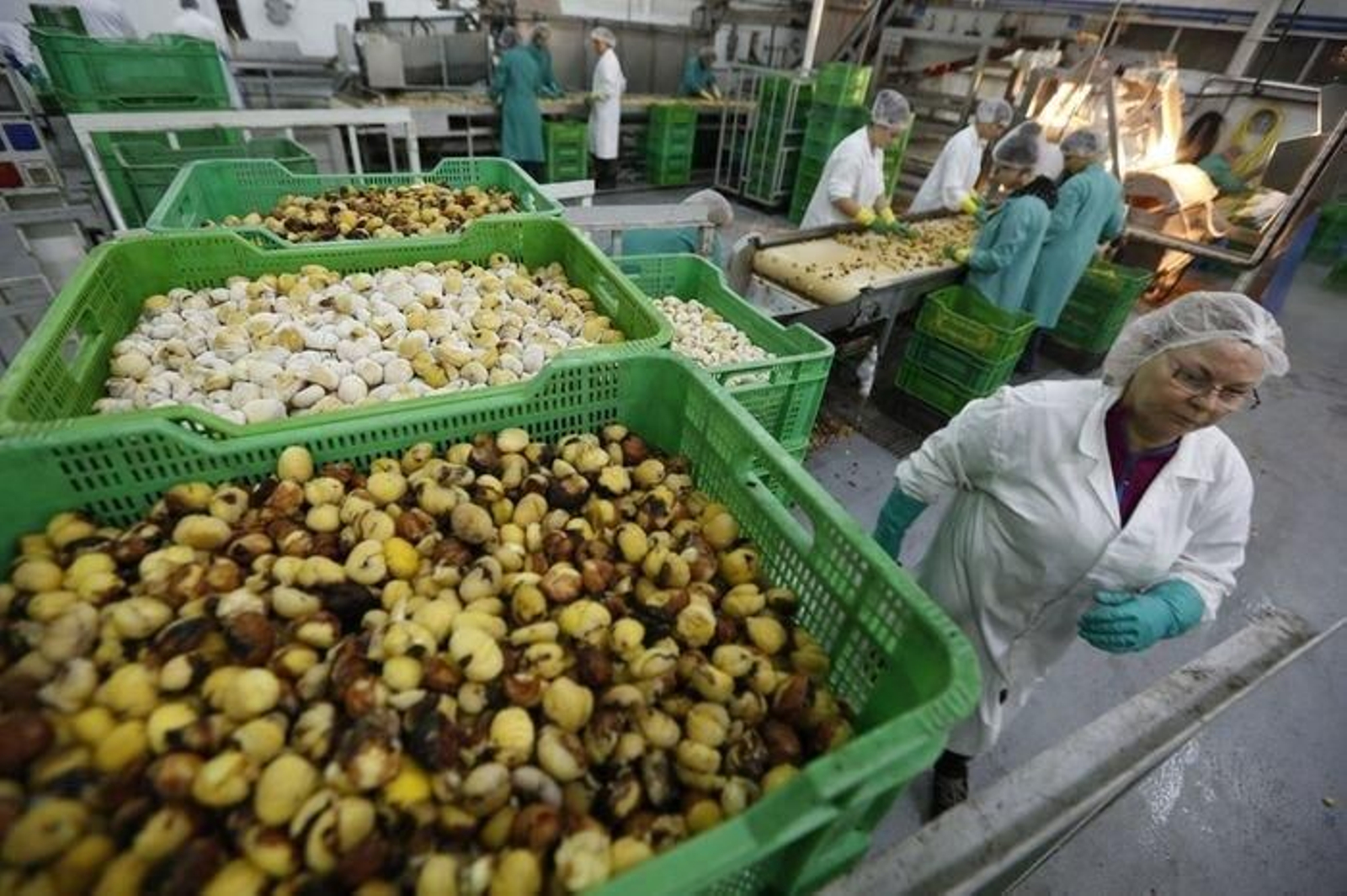 Imagen del proceso de transformación de la castaña en Marrón Glacé, una de las actividades de Cuevas.