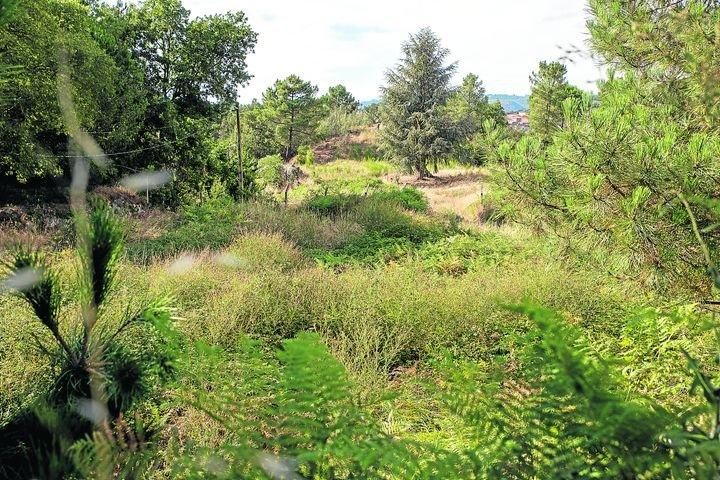 La maleza campa a sus anchas en terrenos cercanos a los núcleos de población en la provincia.