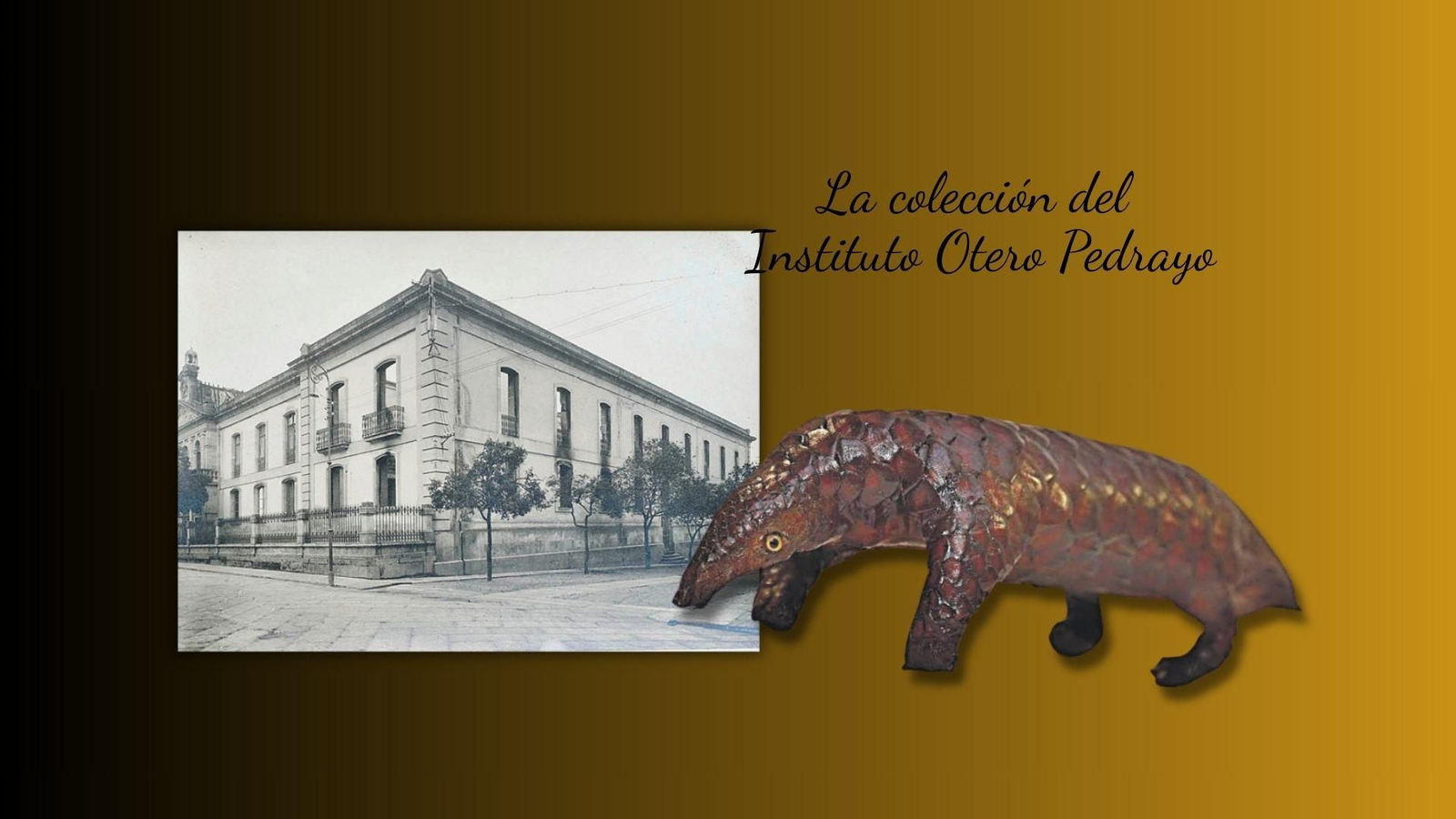 Conoce la colección del instituto Otero Pedrayo. En la imagen, un “Pangolín” disecado procedente de Asia en donde se le valora por sus propiedades curativas. Está en peligro de extinción.
