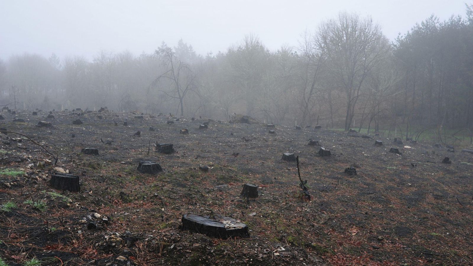 El entorno de la aldea es un páramo con árboles talados tras los incendios.