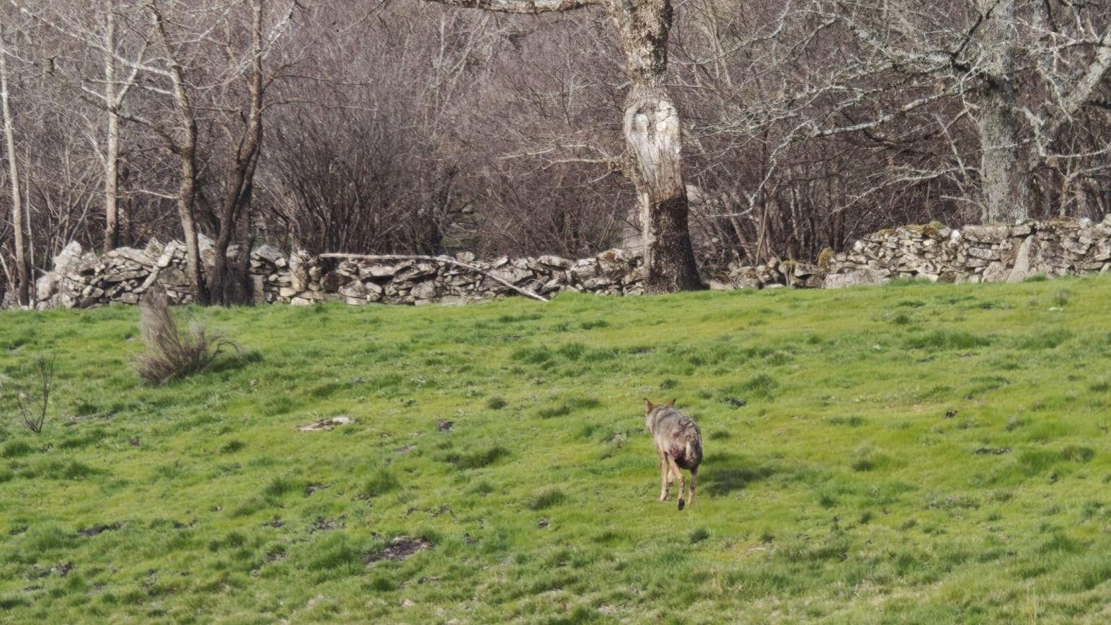 El lobo que pasea "a sus anchas" presentaba sangre.