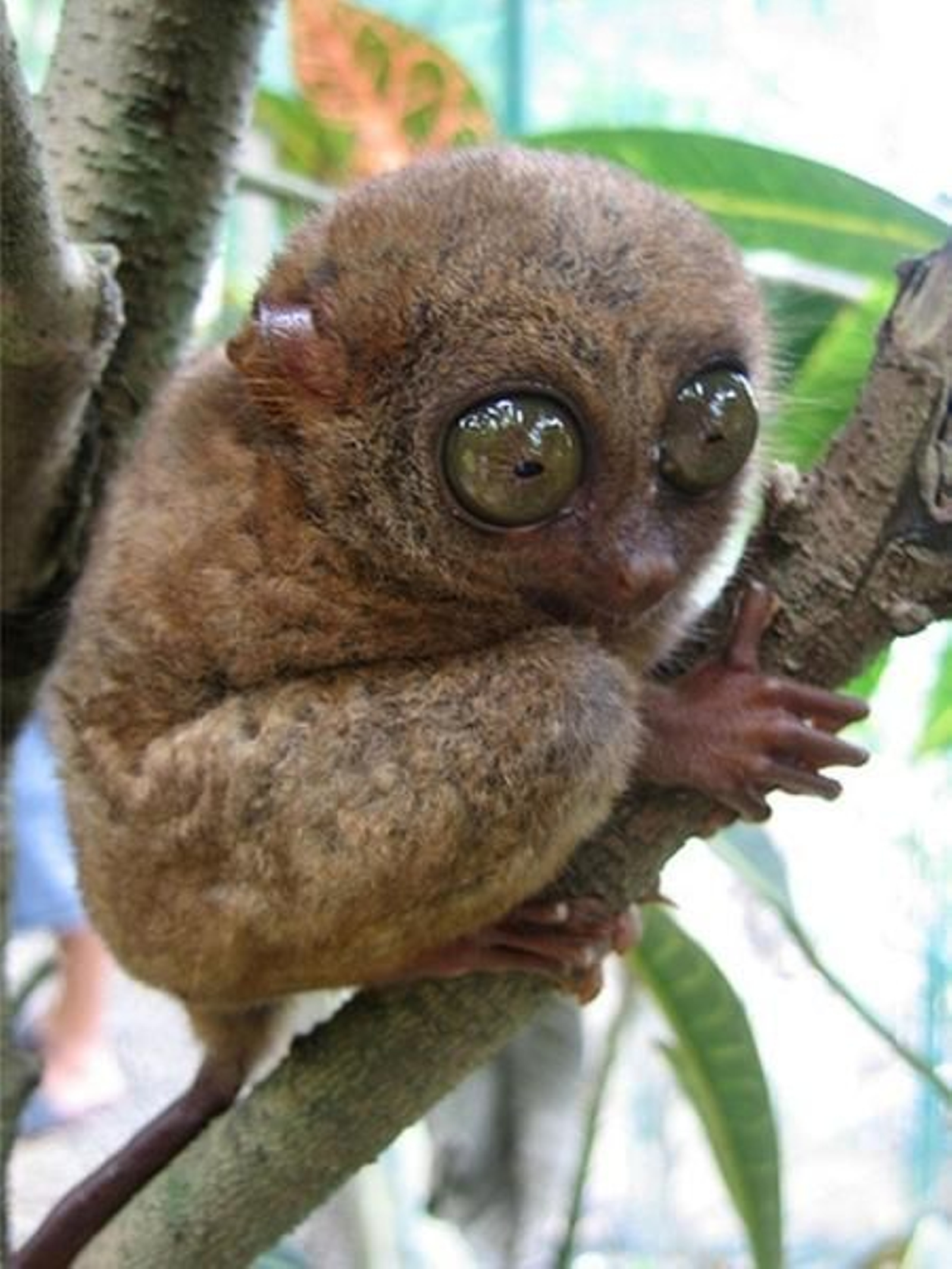 Vista del simpático tarsero. (Foto: Philippe Tarsier)