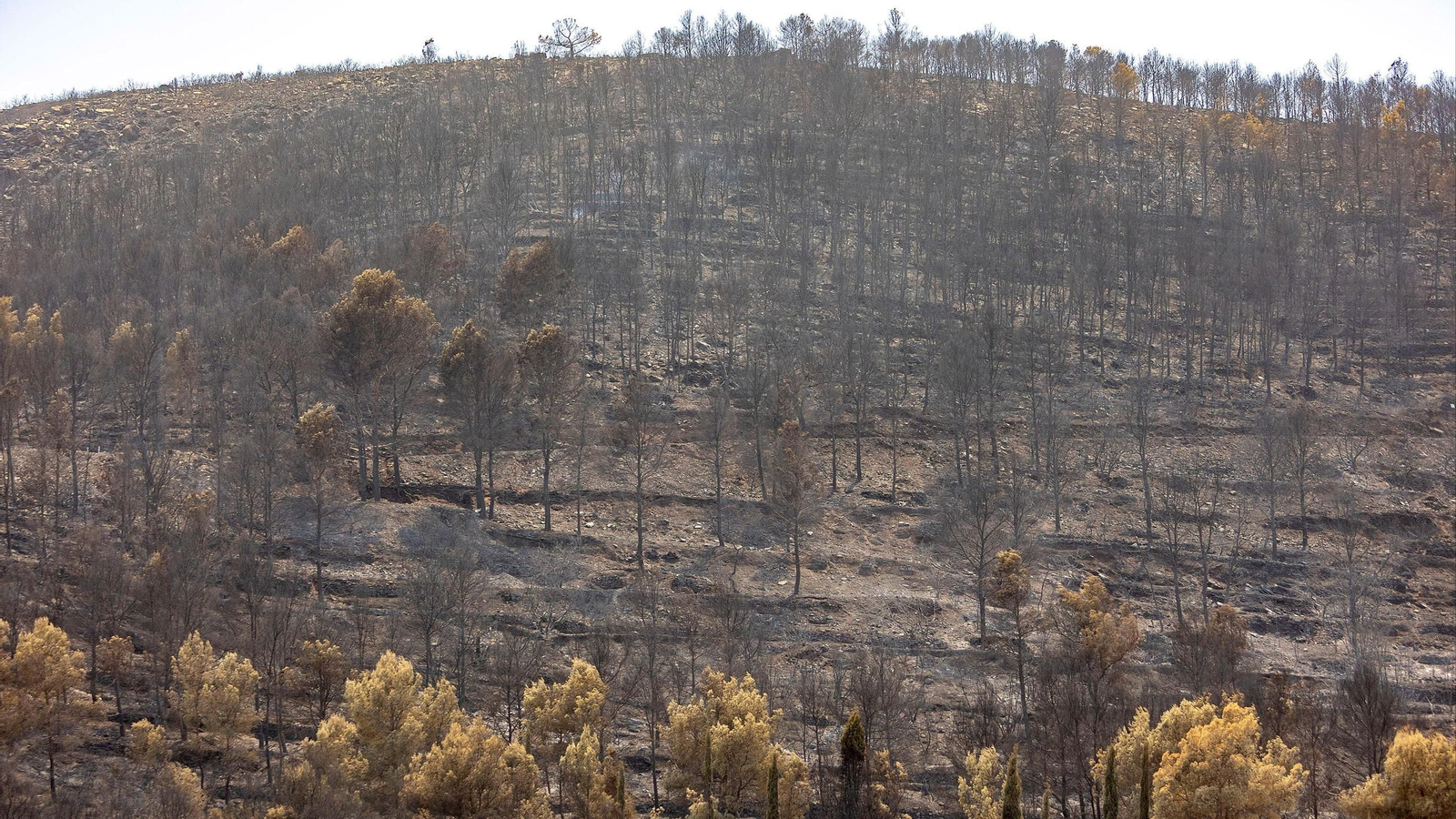 Zonas calcinadas por el incendio de la Vall d’Uixó, a 28 de julio de 2026, en Castellón, Comunidad Valenciana