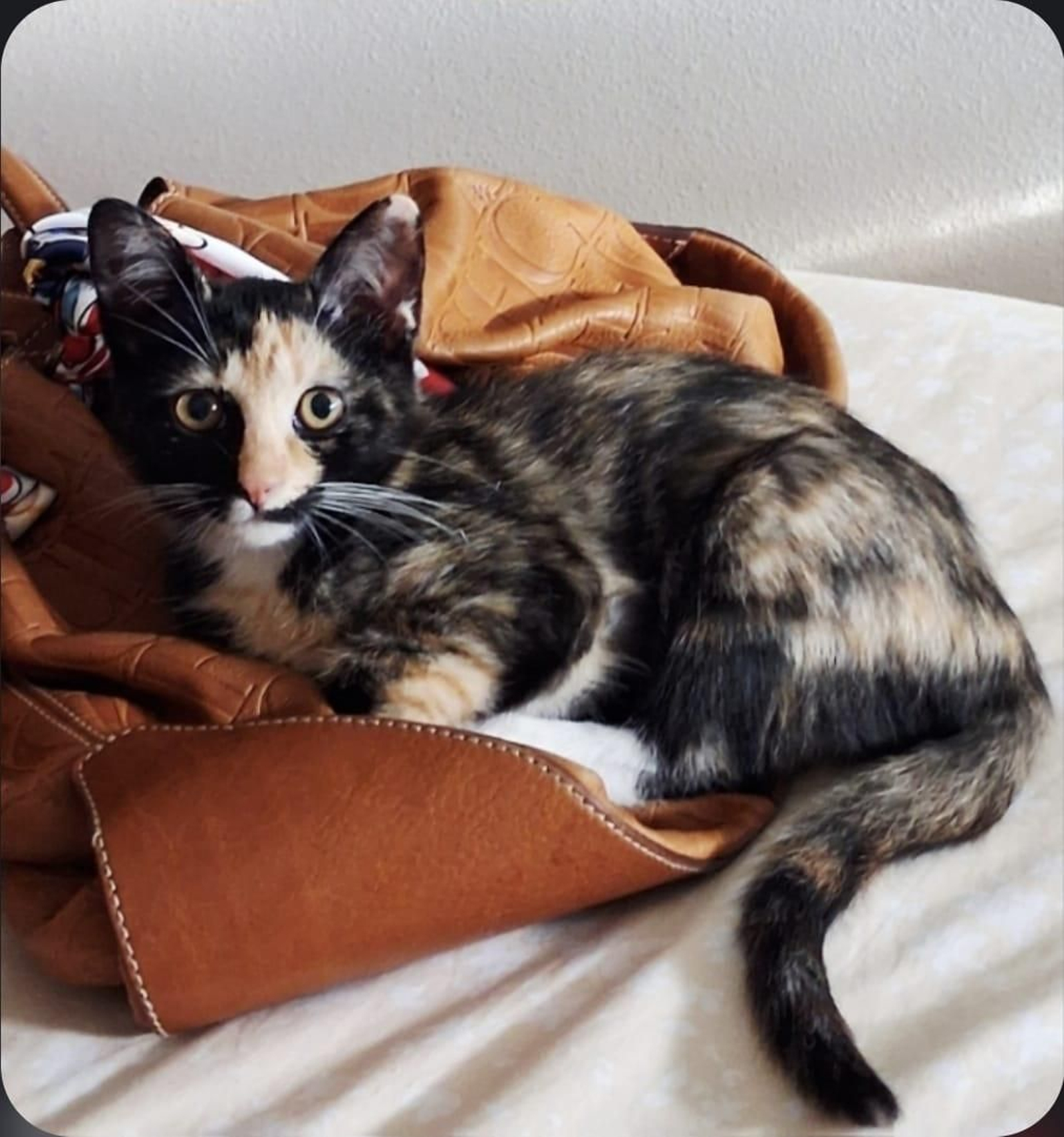 Lola