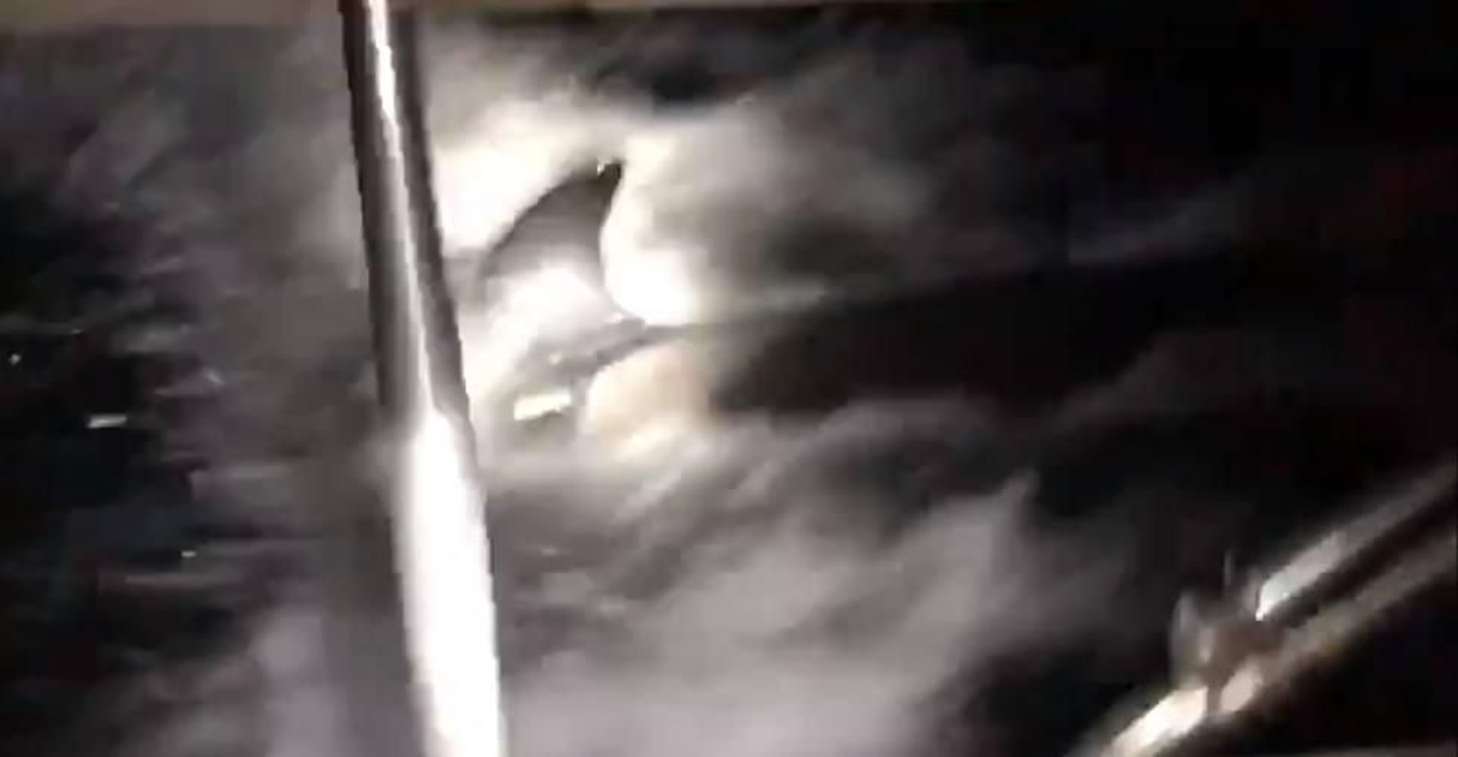 Las orcas impactaron con las dos embarcaciones.