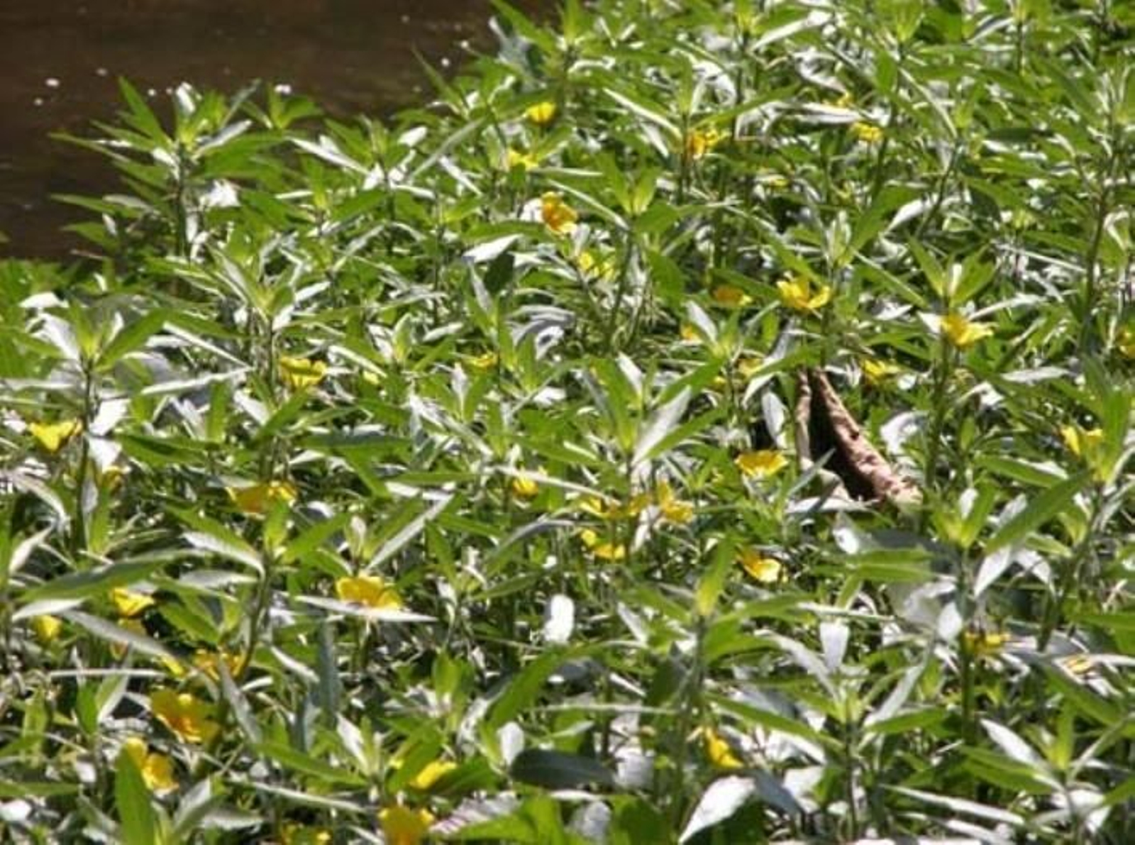 Medio Ambiente advierte que la especie prímula acuática está colonizando el cauce del río Limia.