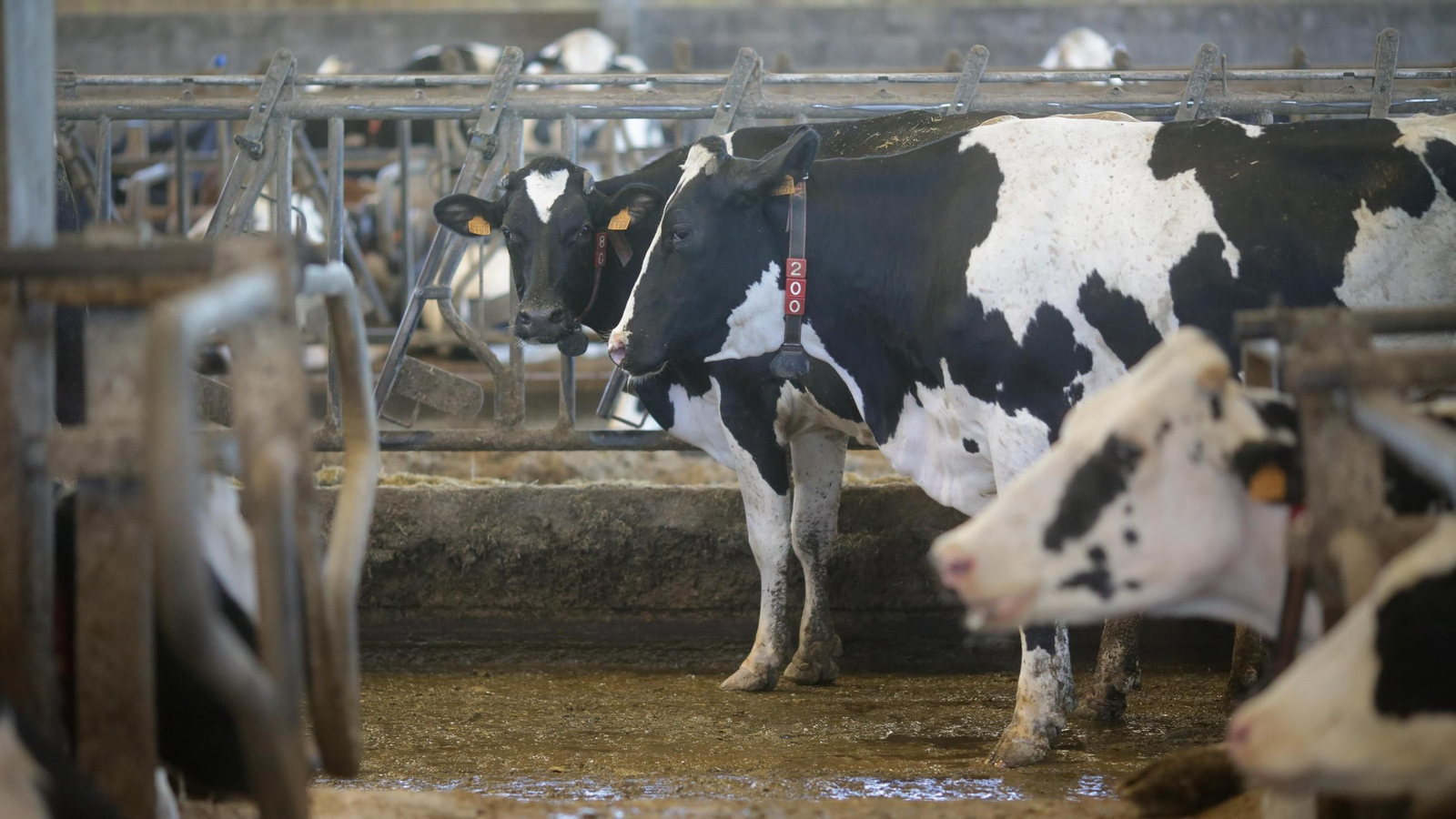 Vacas de una ganadería de lácteo.