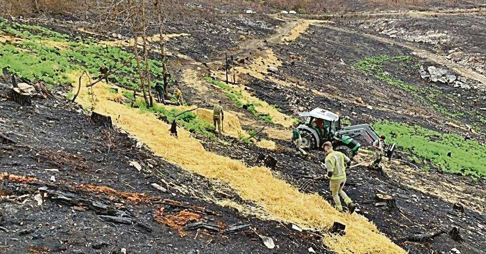 Tarefas de recuperación de zonas afectadas polos lumes forestais.