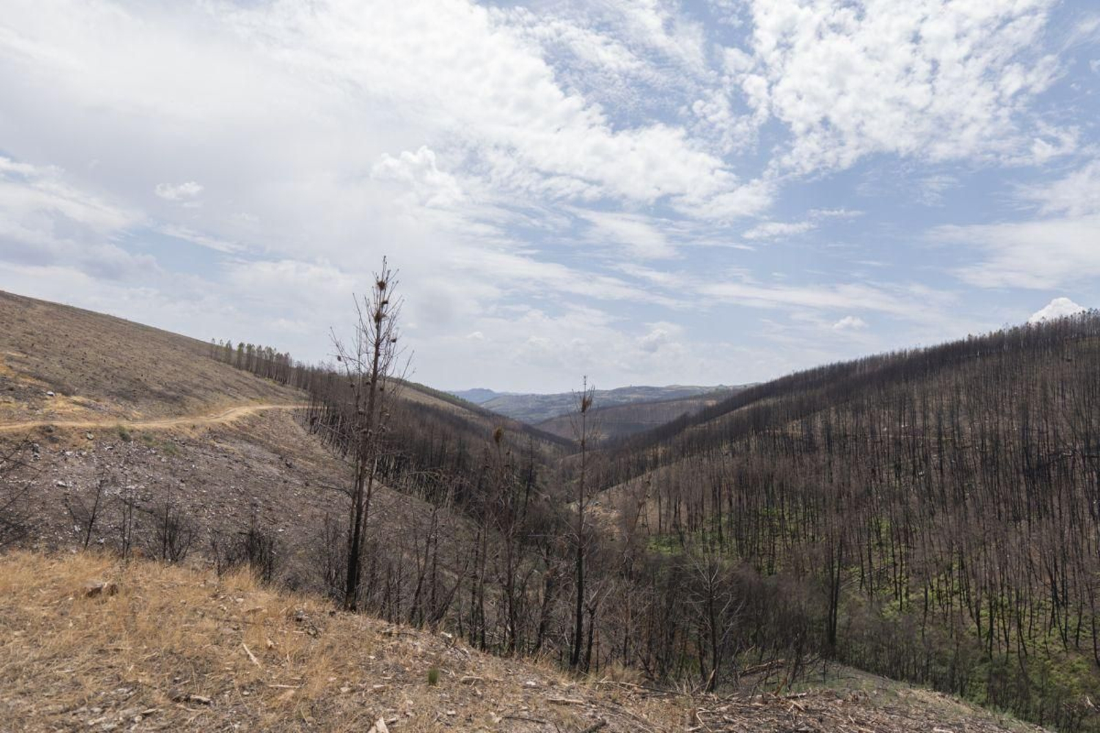 Monte queimado en Monterrei no verán de 2025.
