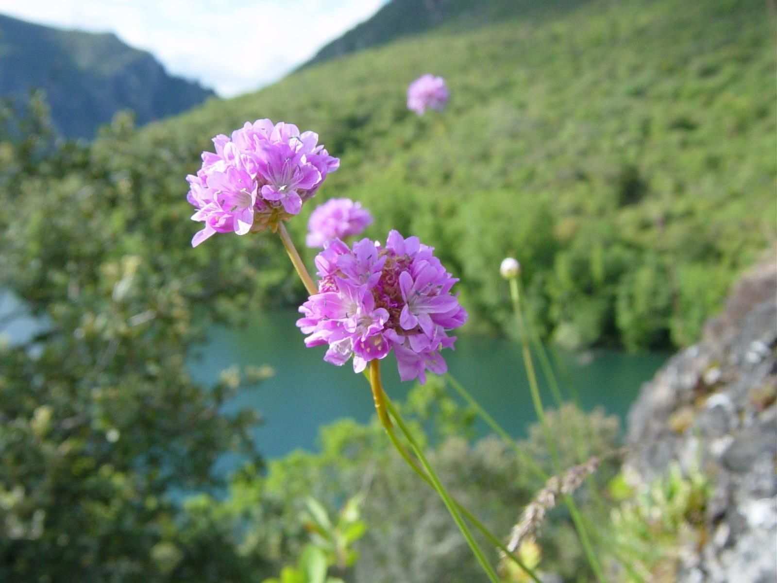 Herba de namorar (Armeria rothmalerii)
