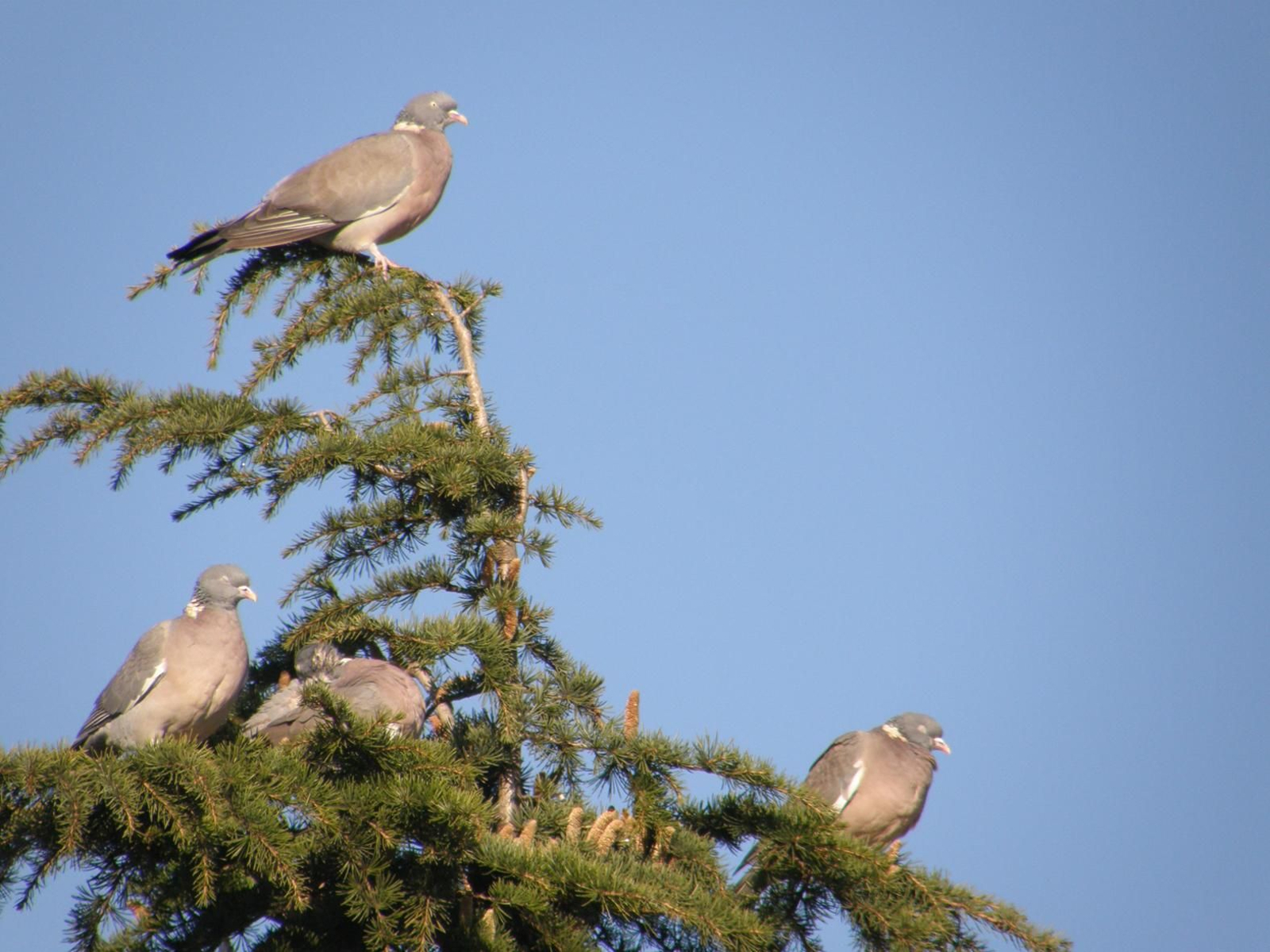 José Mª Núñez Lamas