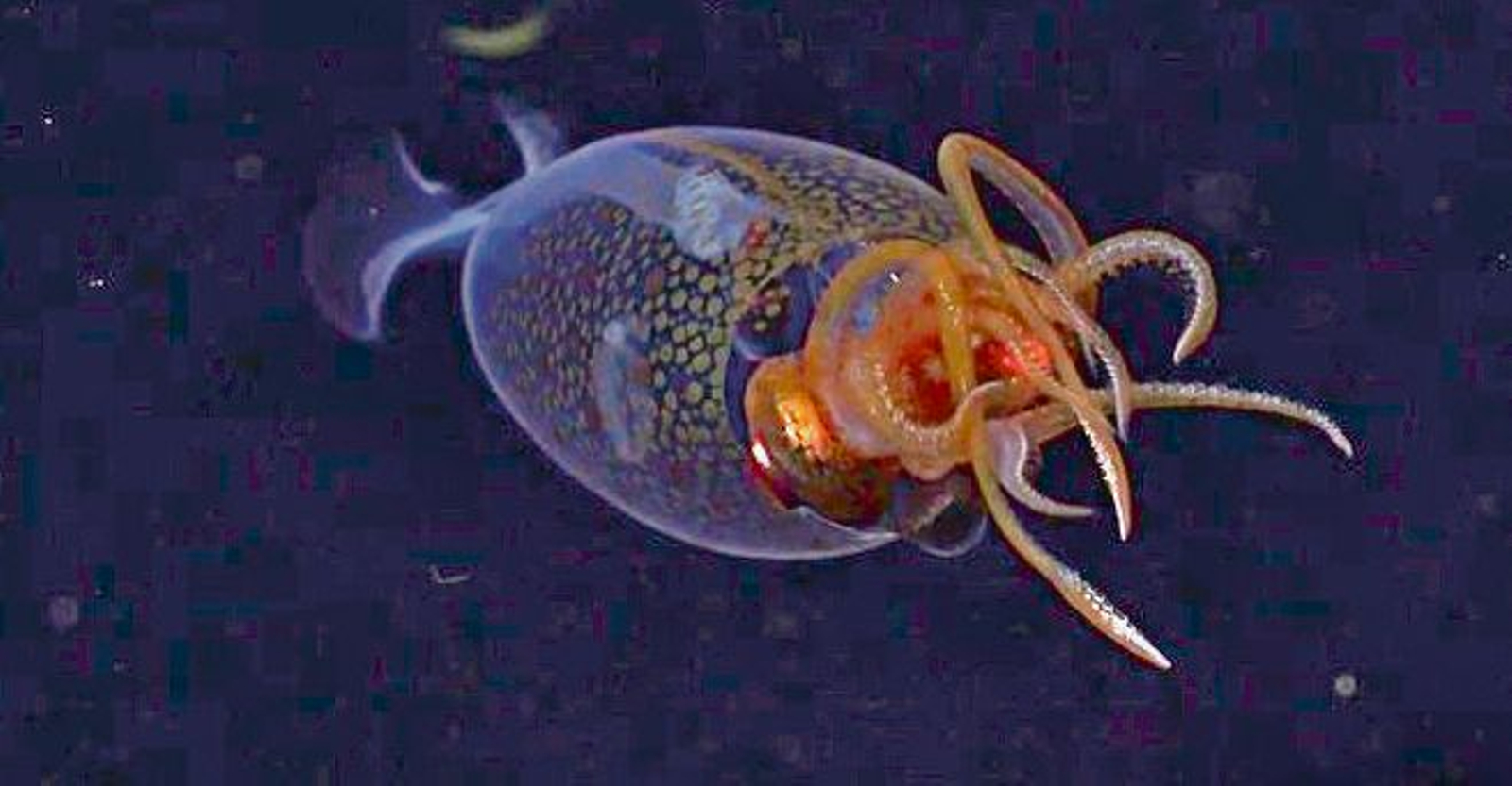 El calamar avistado..