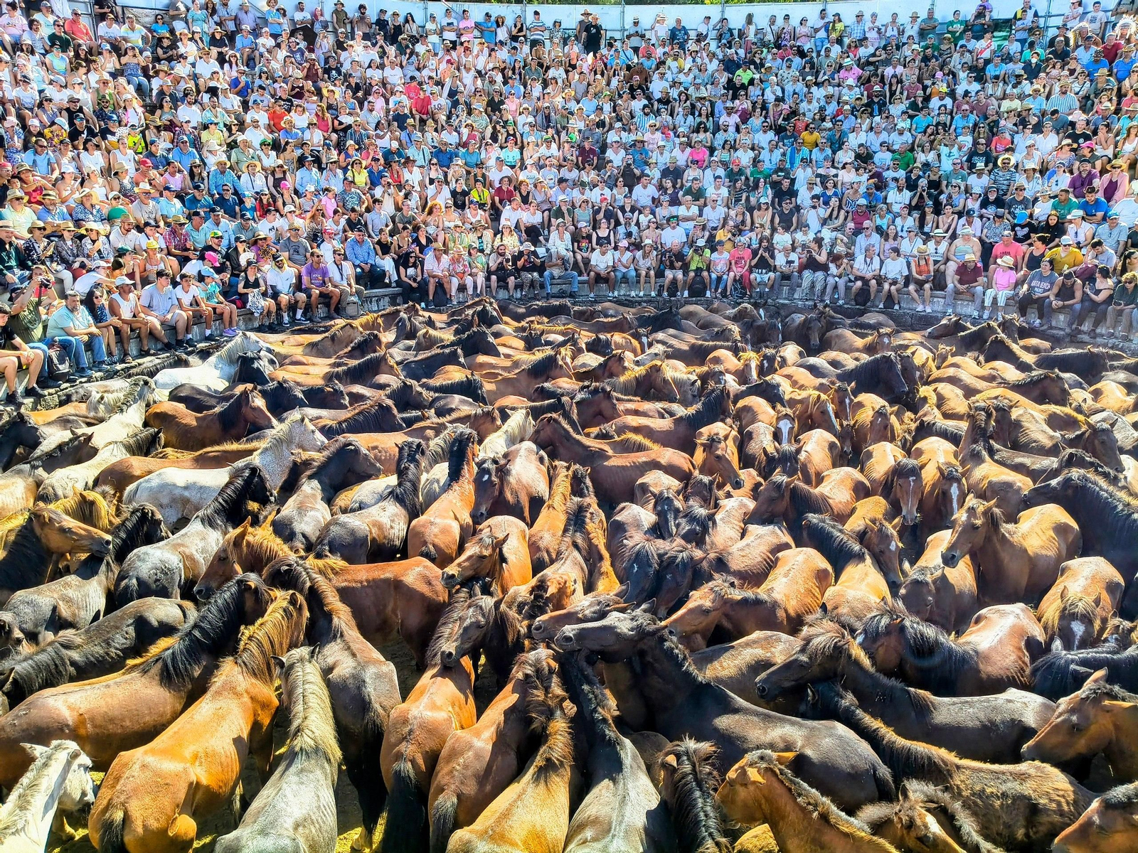 Galería | La Rapa das Bestas desafía al calor en Sabucedo