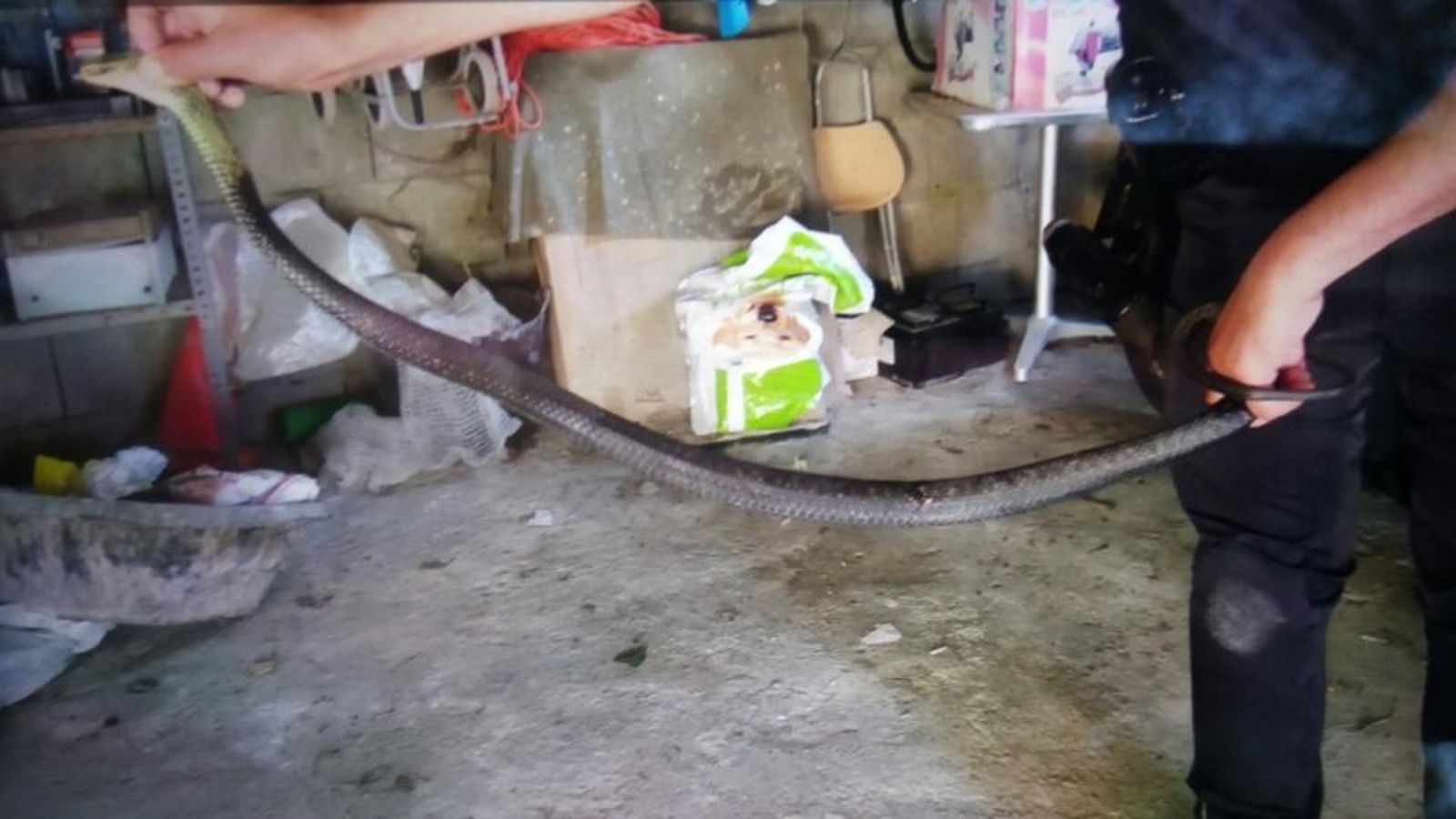 Una de las serpientes.