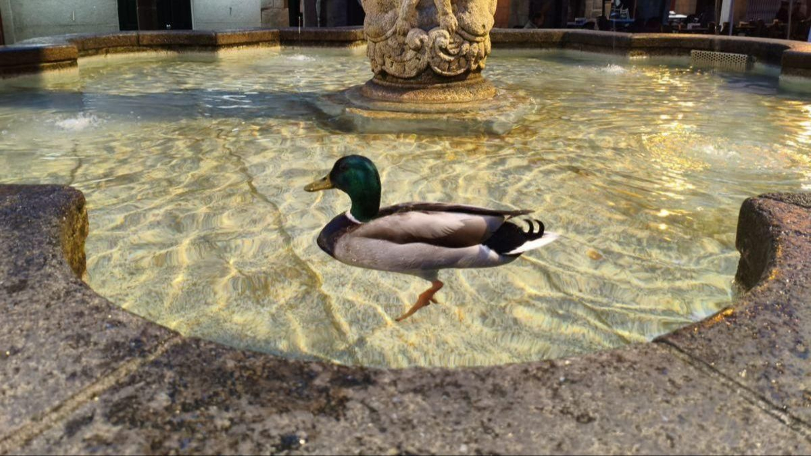 ¿Sabe usted que le dice el pato a la pata en Ourense?