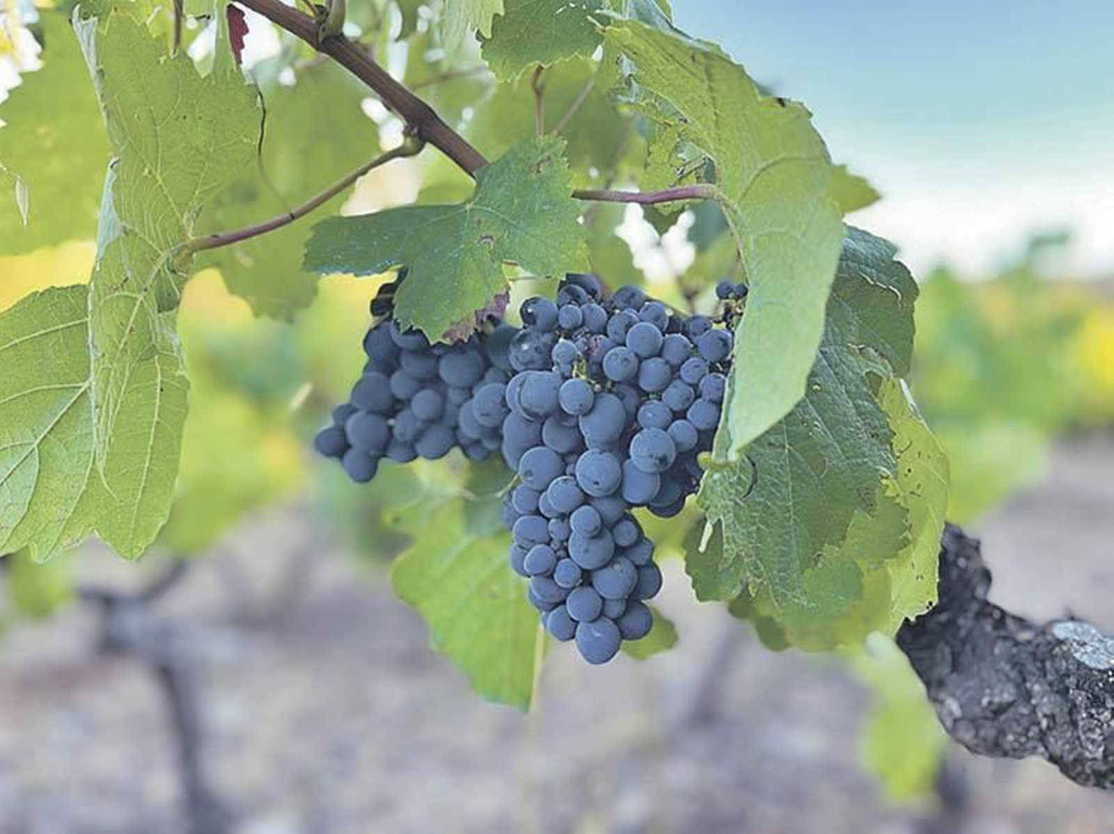 Uvas listas para su recogida en A Pobra de Trives.