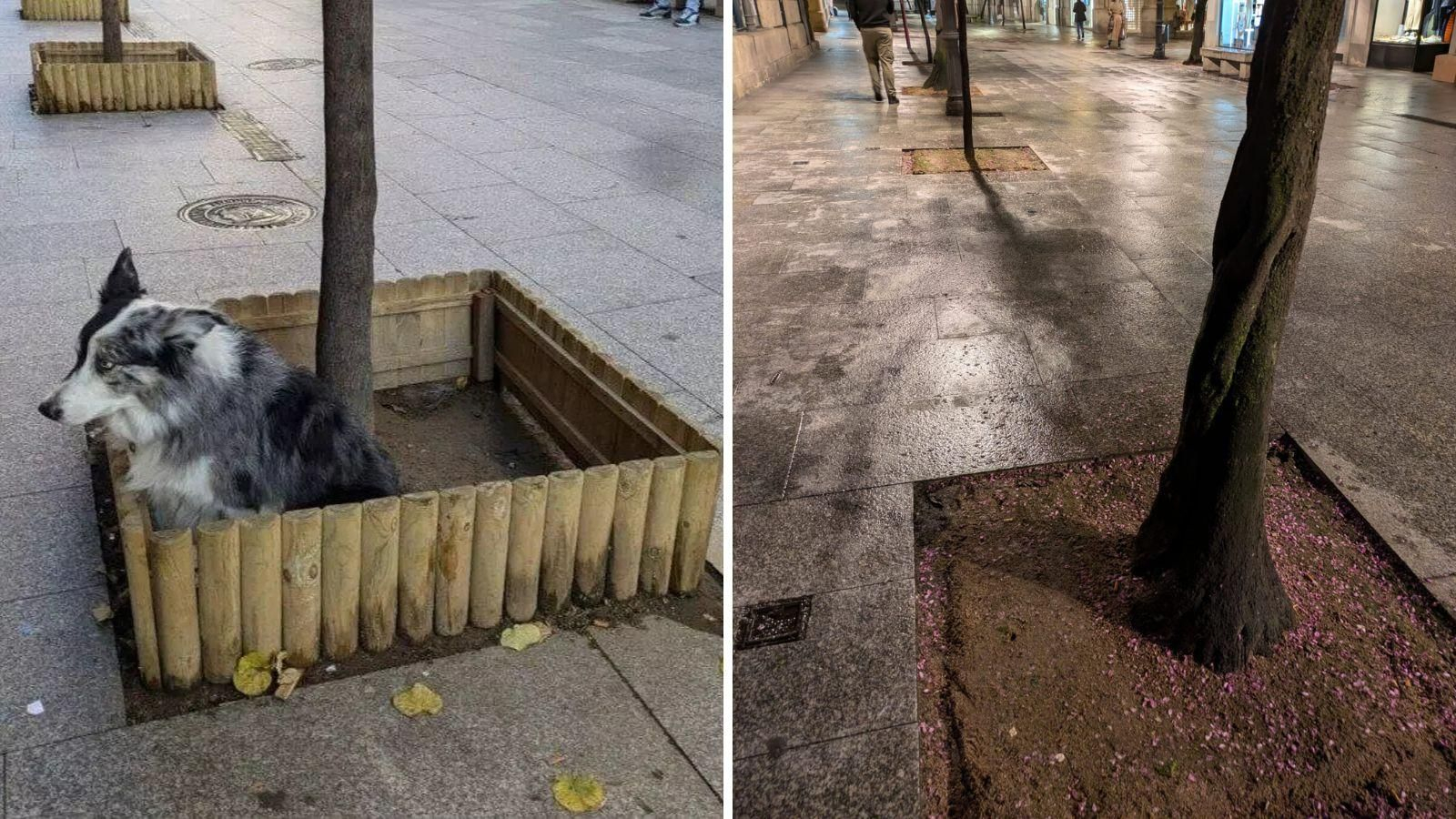 Adiós a los corralitos de los árboles del Paseo, otrora sala de espera de perros.