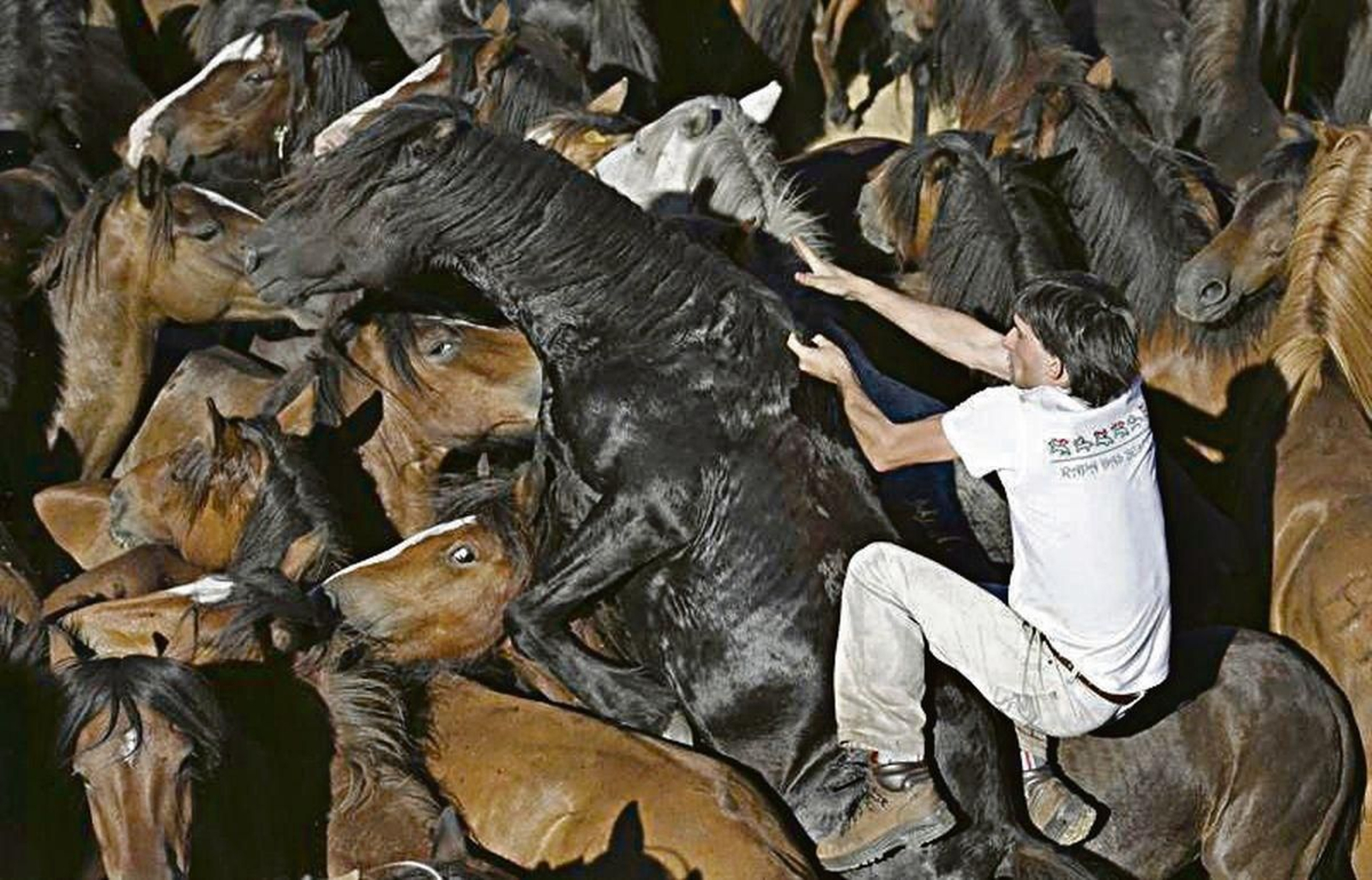 Un dos aloitadores intenta agarrar unha das bestas no curro.
