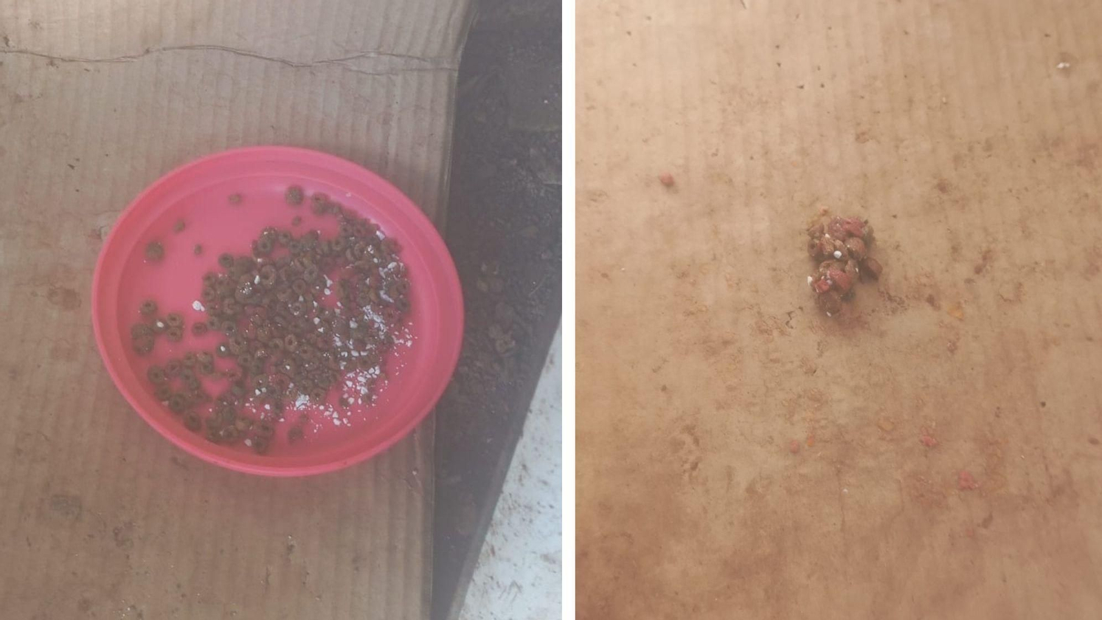 A la izq., sustancia extraña en el pienso. A la der., vómito de gato con restos de la misma sustancia.