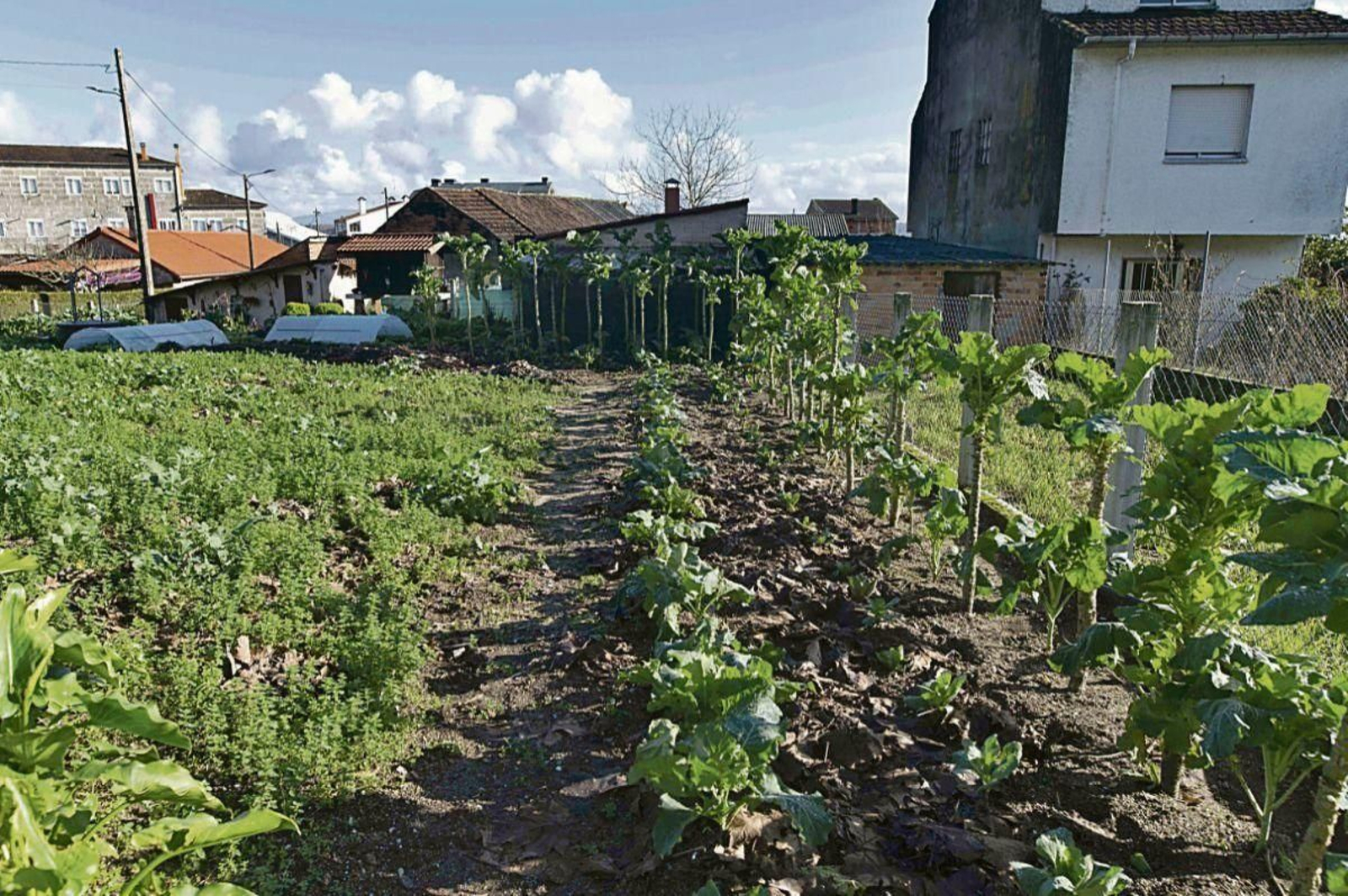 Una huerta en el concello ourensano de Maside.