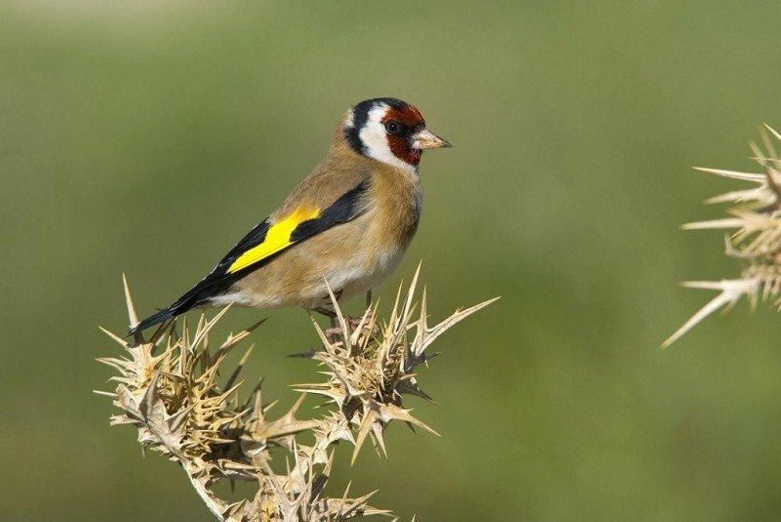 Un jilguero. (Foto: Diputación de Málaga)