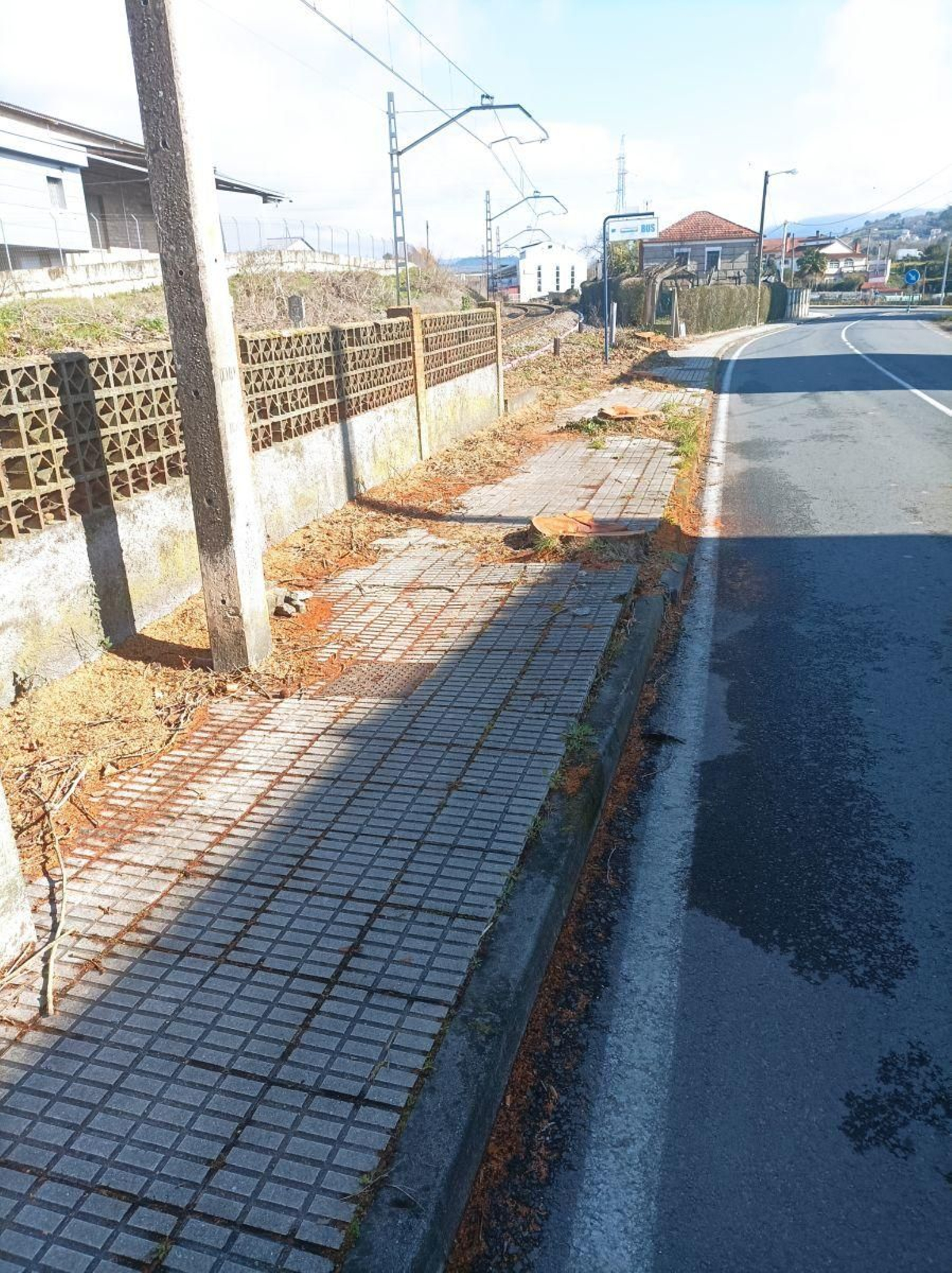 Arboricidio en Ourense.
