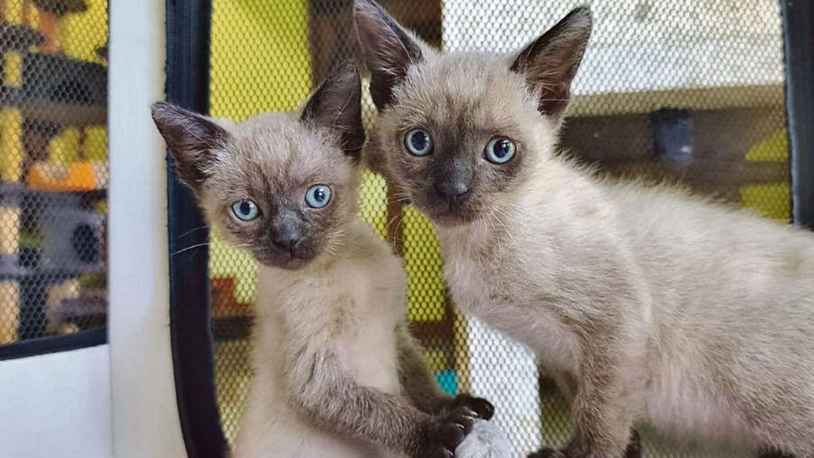 Dos de los bebés acogidos por la protectora de Tui.