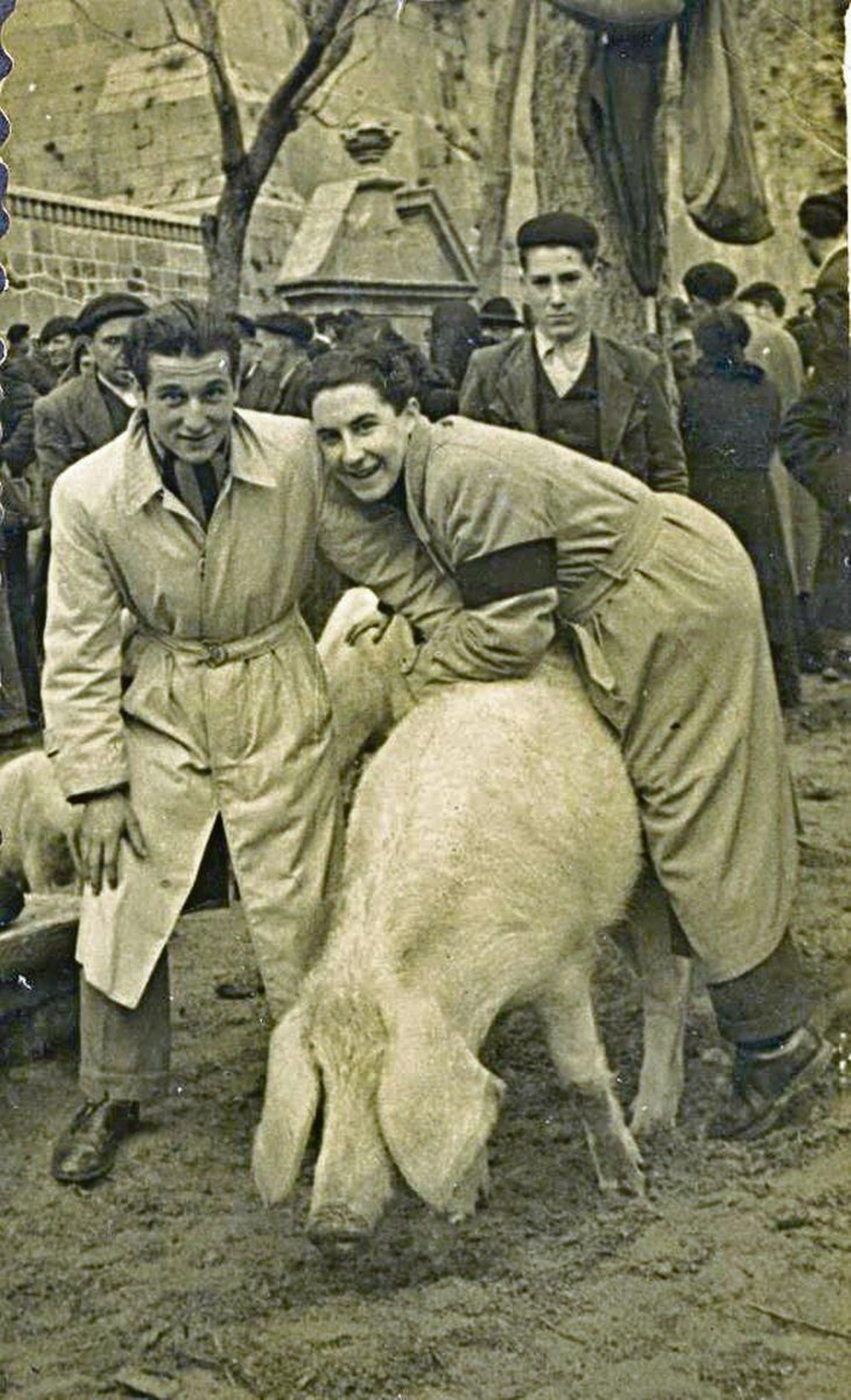 Gorrinos de Celanova fotografiados por Rizo.