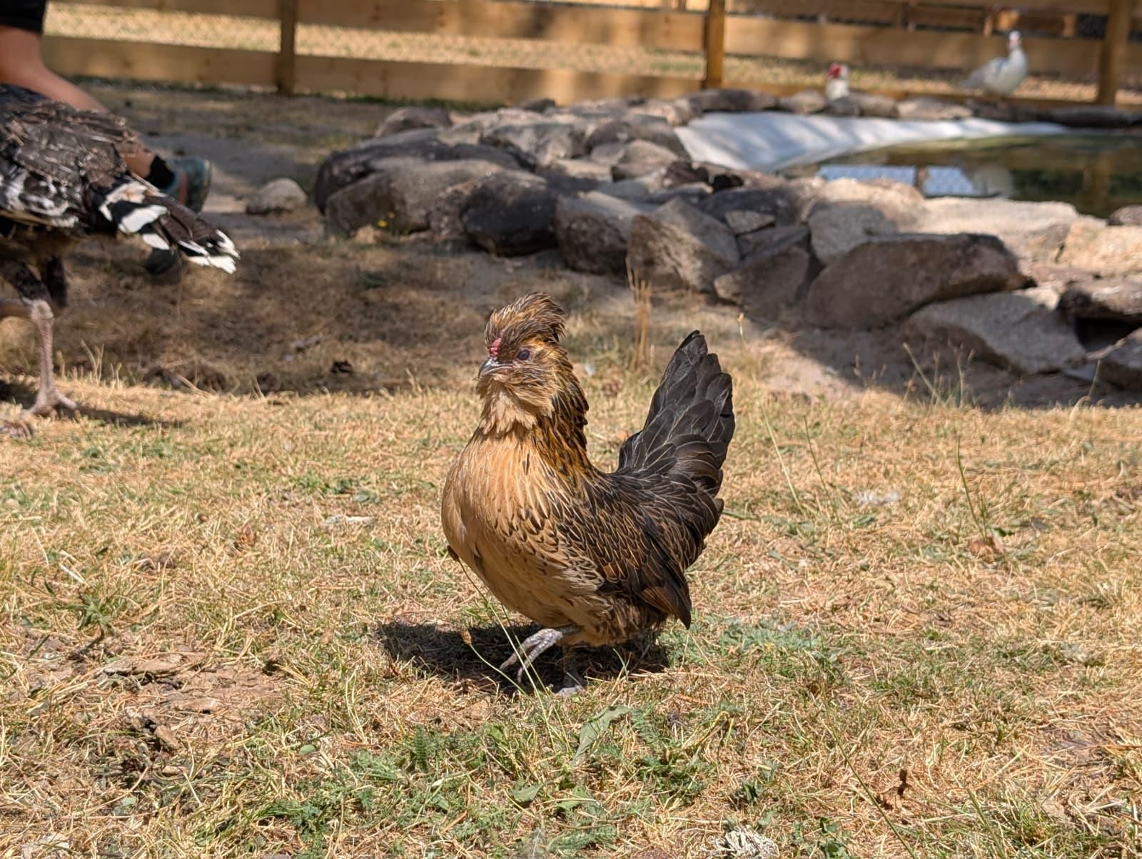 Galería | Gallinas, pavos reales y cabras enanas: los peculiares compañeros de la granja escuela de Manzaneda