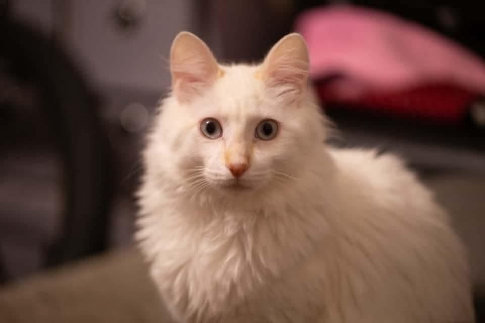 Artemis