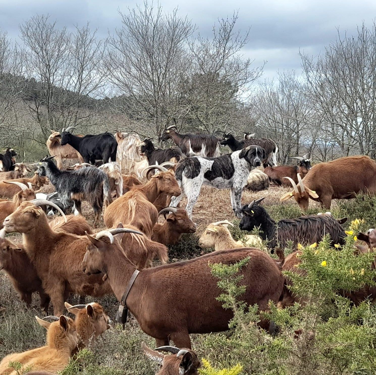Algunas de las cabras de Paula y Antón, custodiadas por su fiel mastín protector.