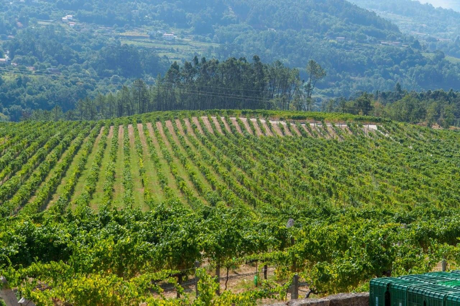 Galería | El calor adelanta la vendimia en las Rías Baixas