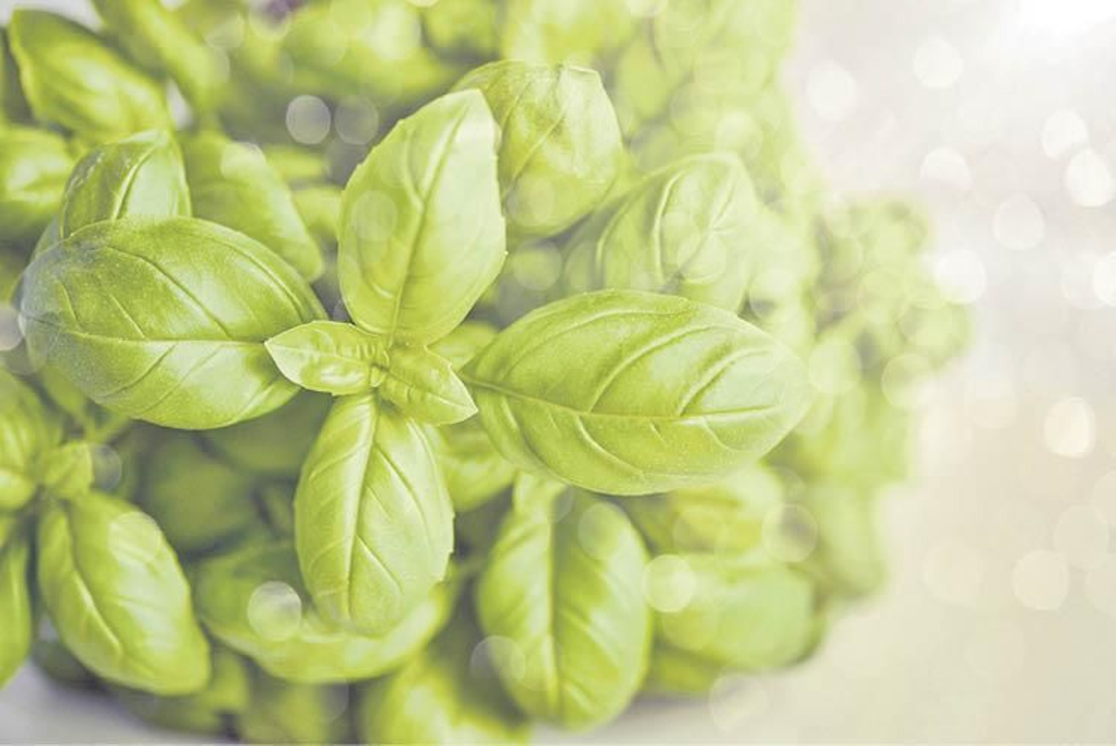 Albahaca.