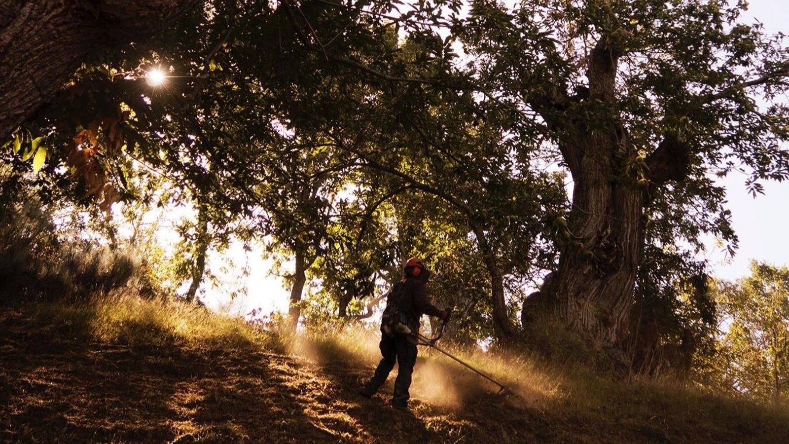 Trabajos de limpieza en un soto trivés.
