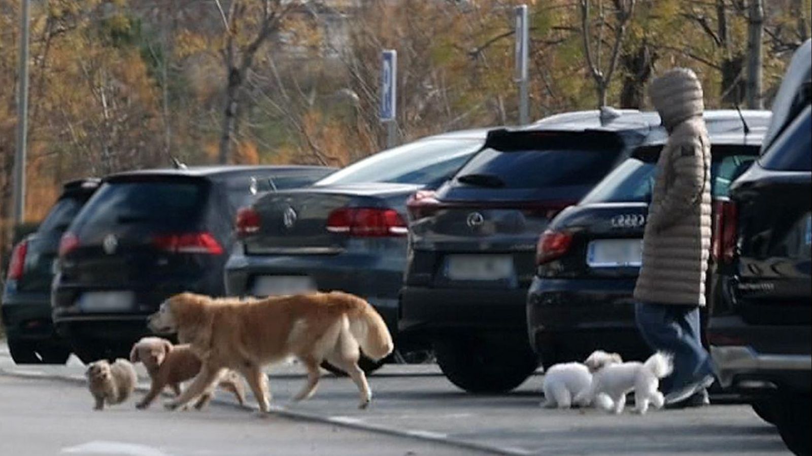 Tamara Falcó pasea con sus cinco perros en Madrid.