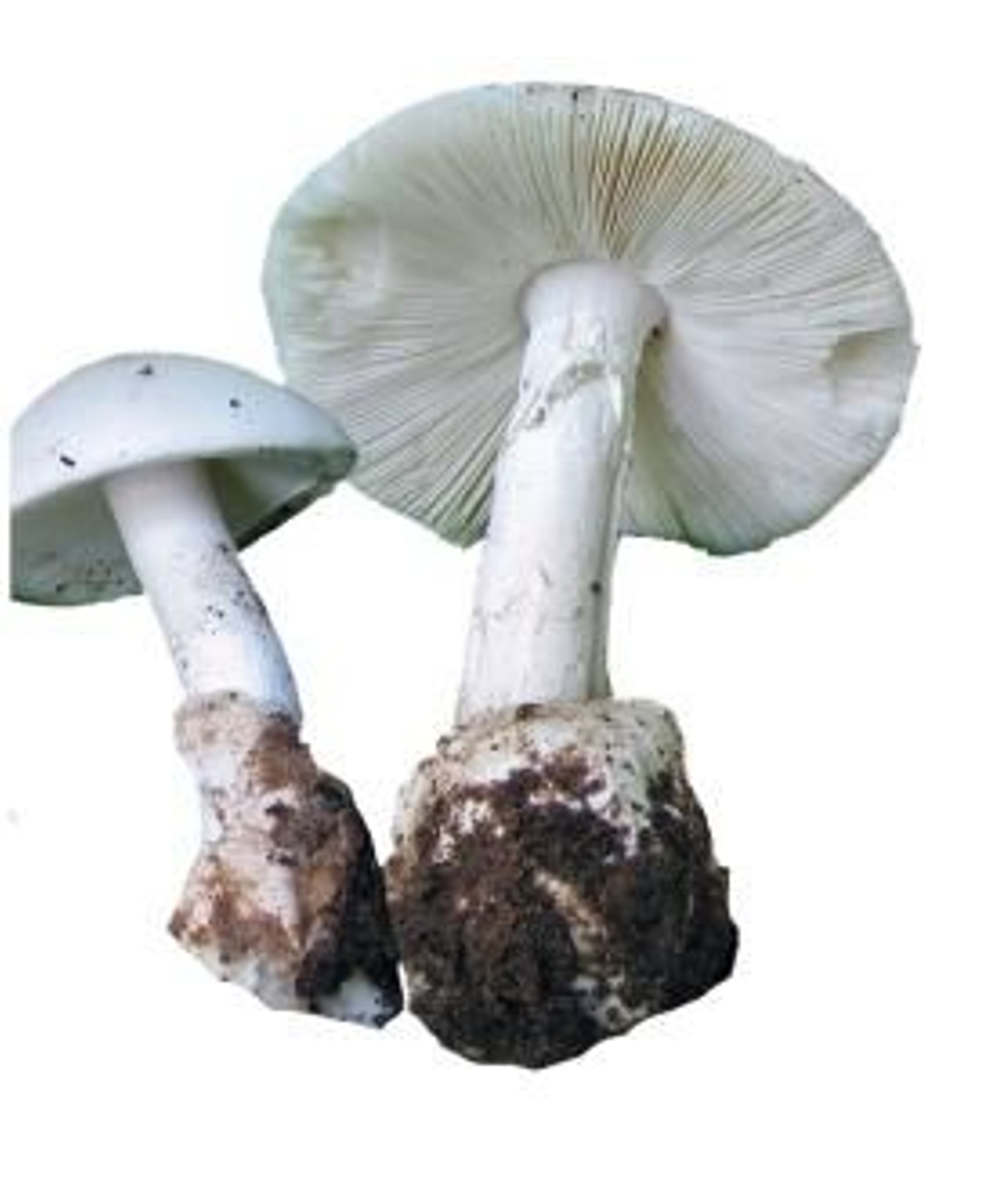 INFO_Setas2020_page-0001 (2)