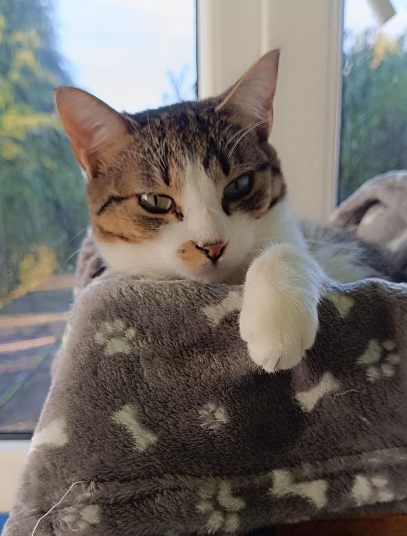 Gatito