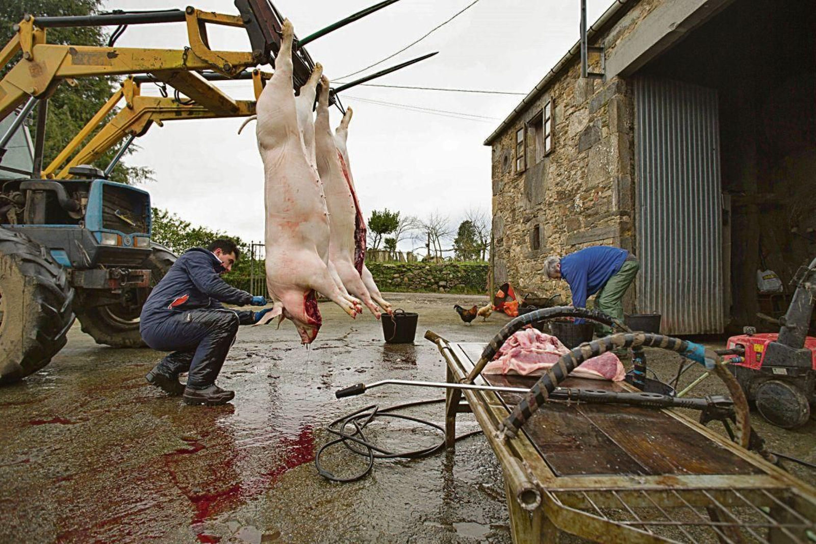 Matanza del cerdo en Paradela, Lugo.